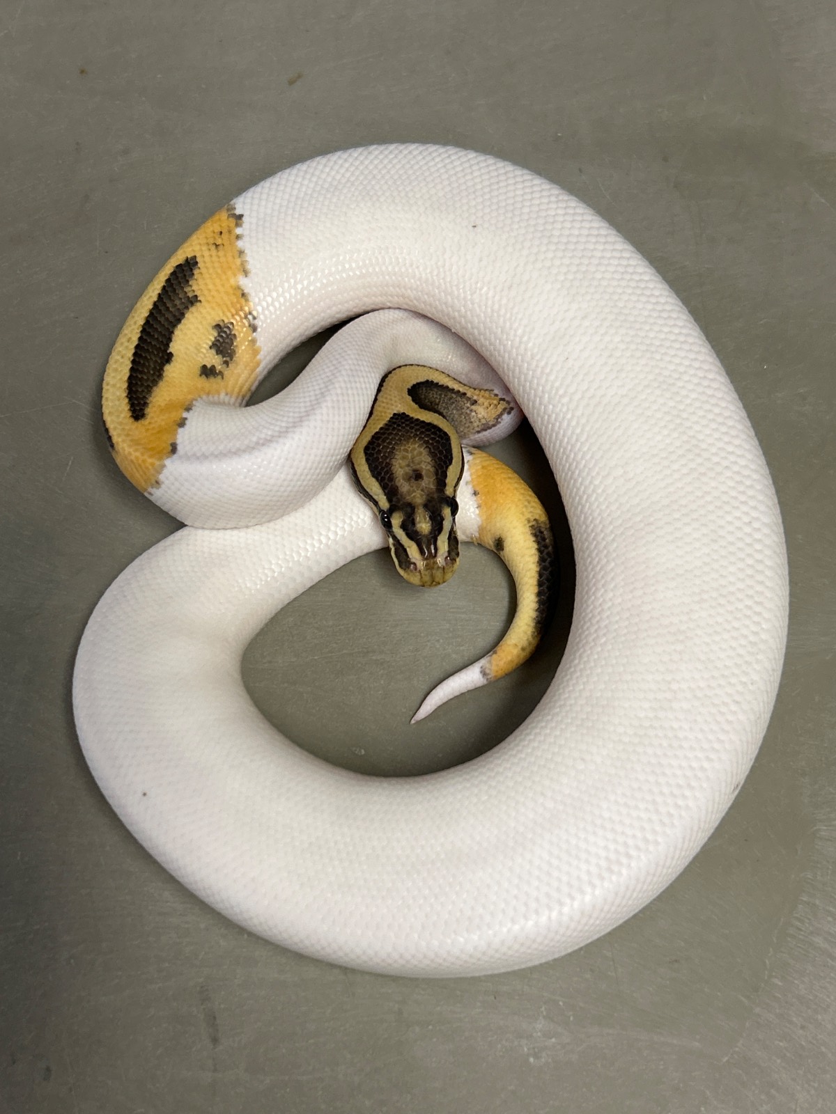 animal image
