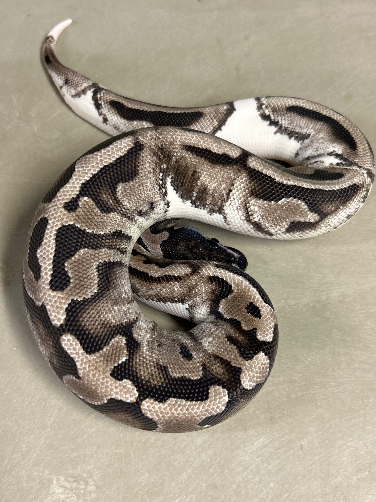 animal image