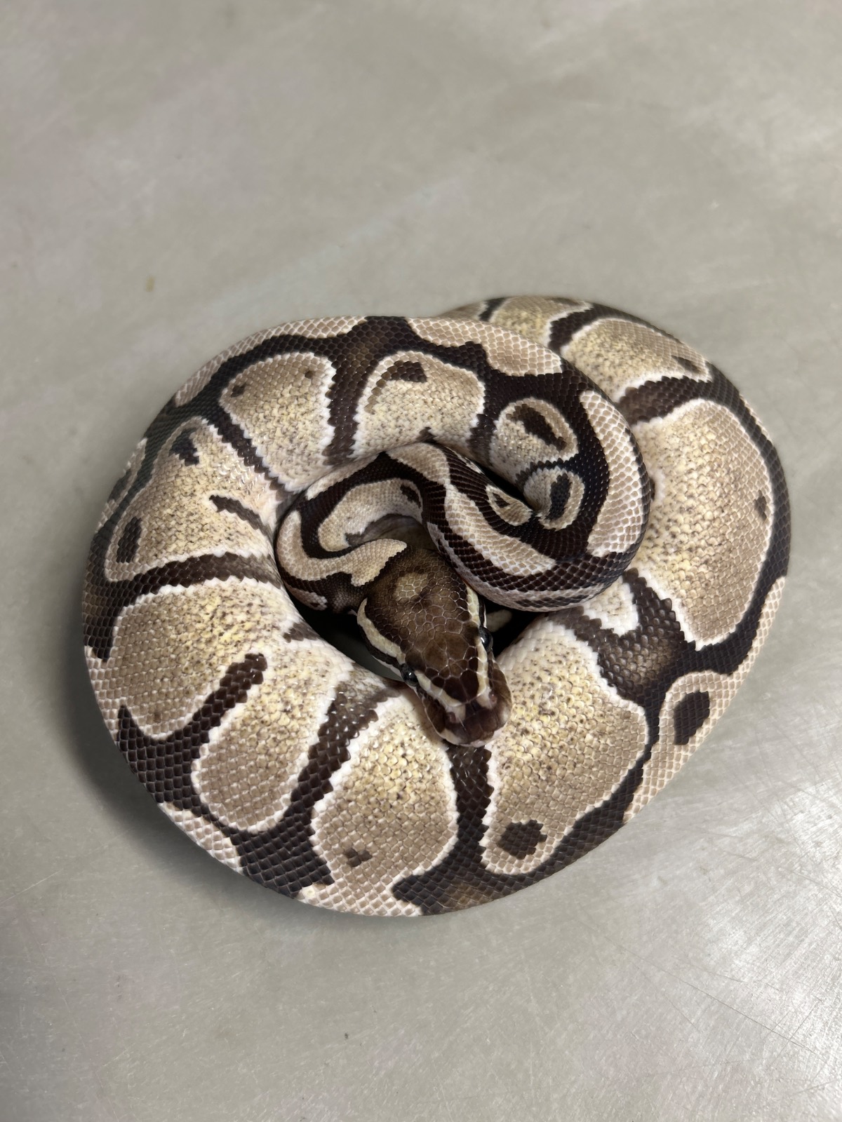 animal image