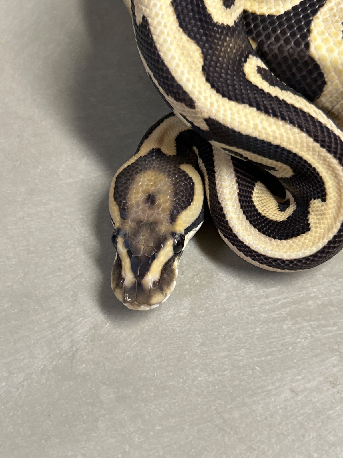 animal image