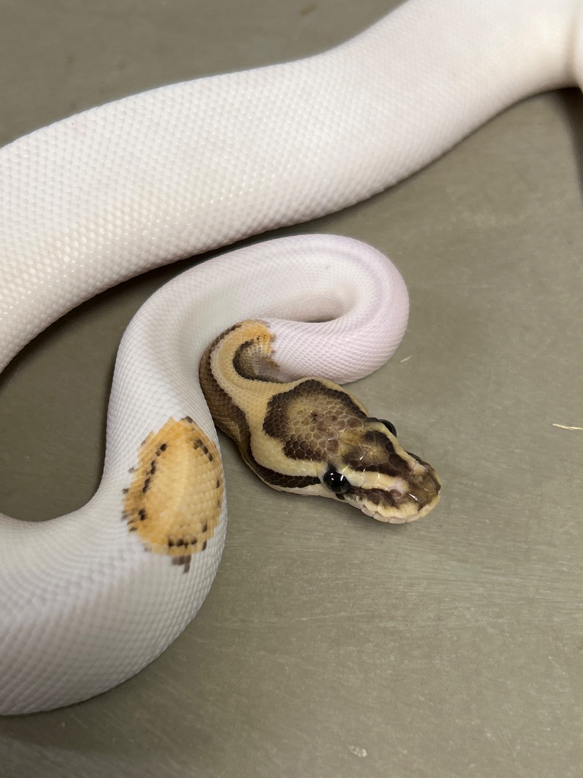 animal image