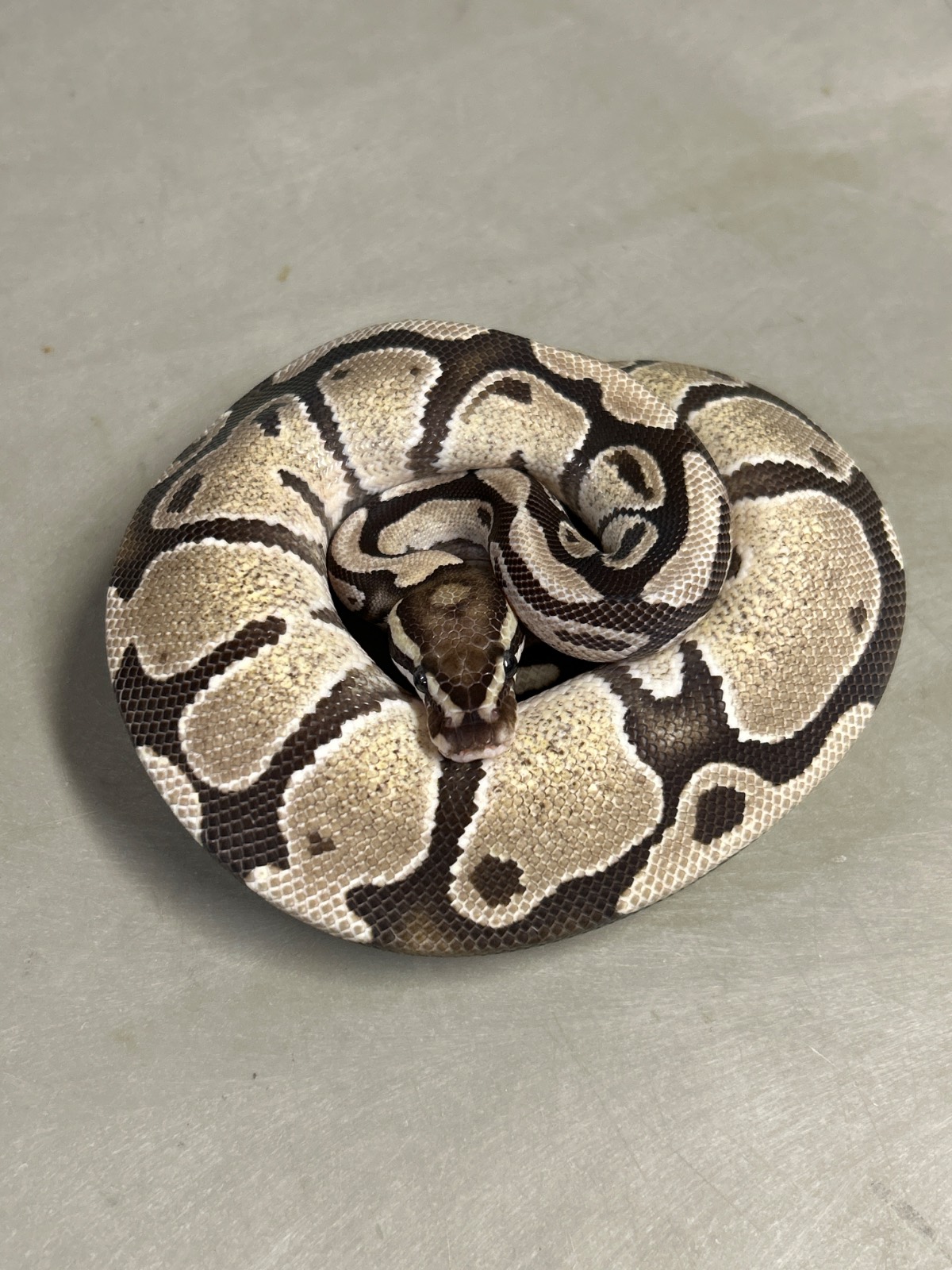 animal image