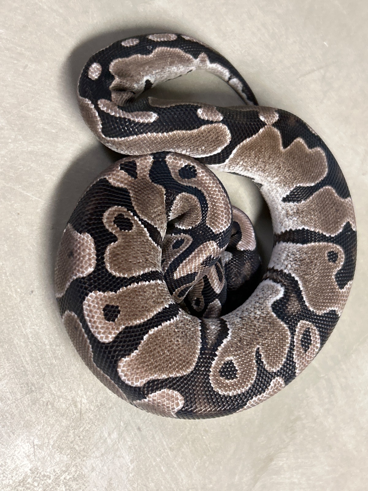 animal image