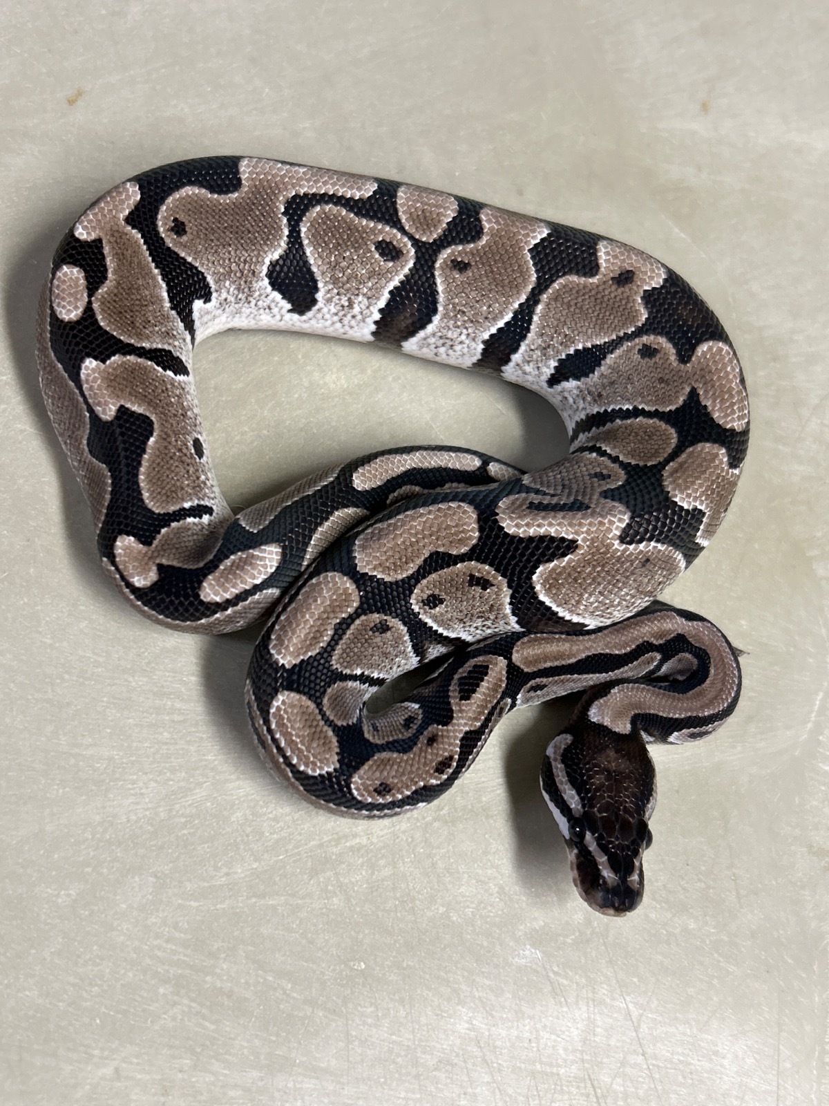 animal image
