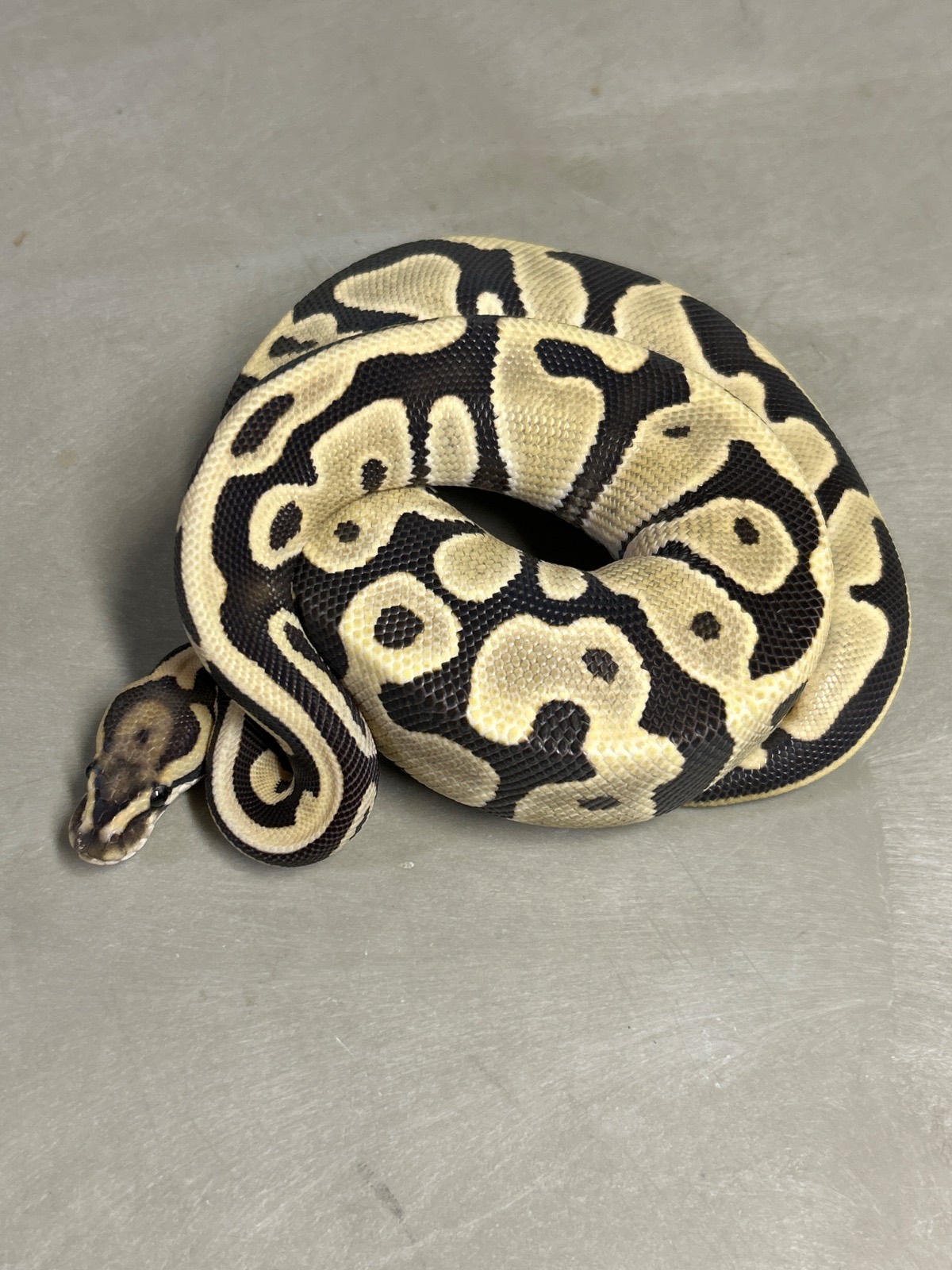 animal image