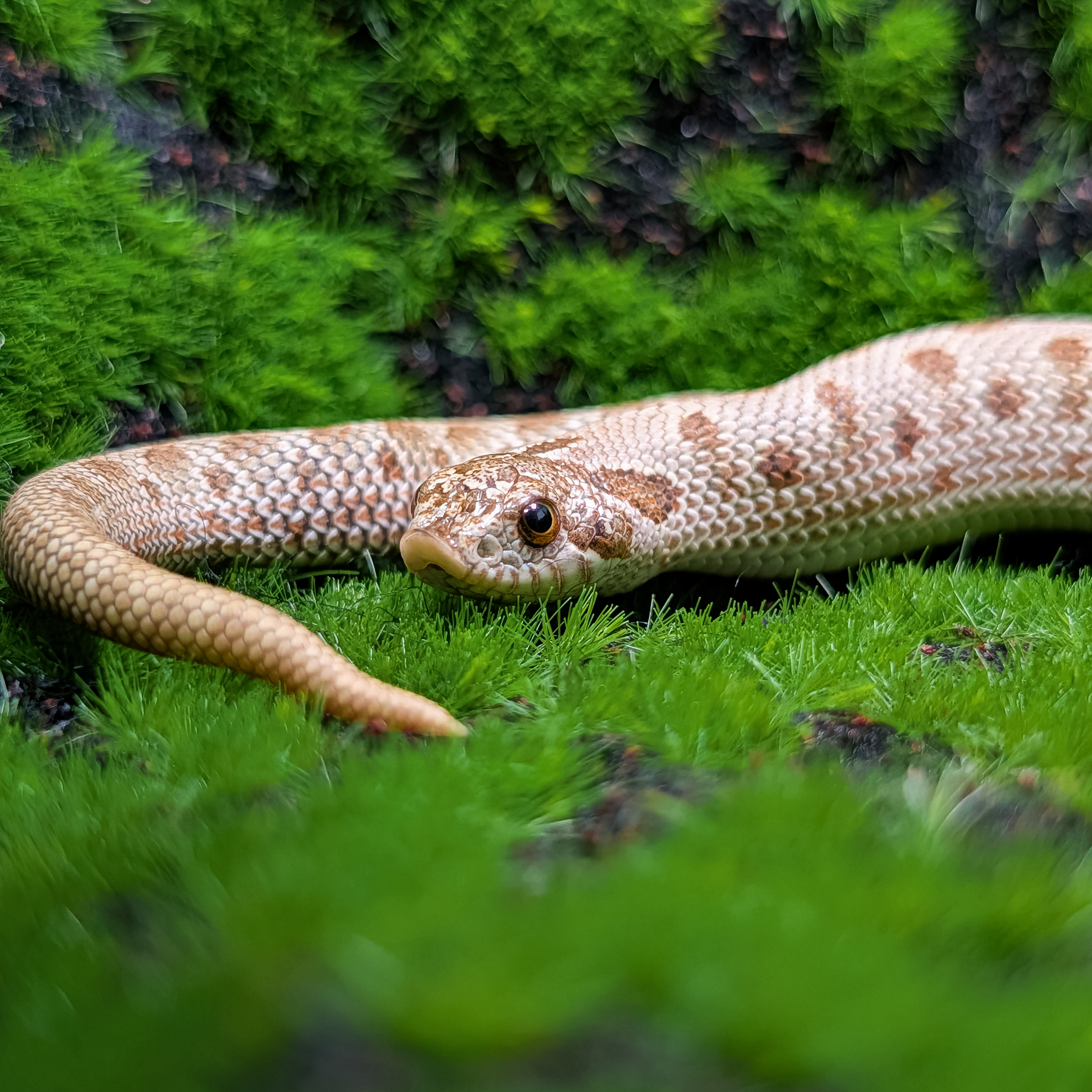 animal image
