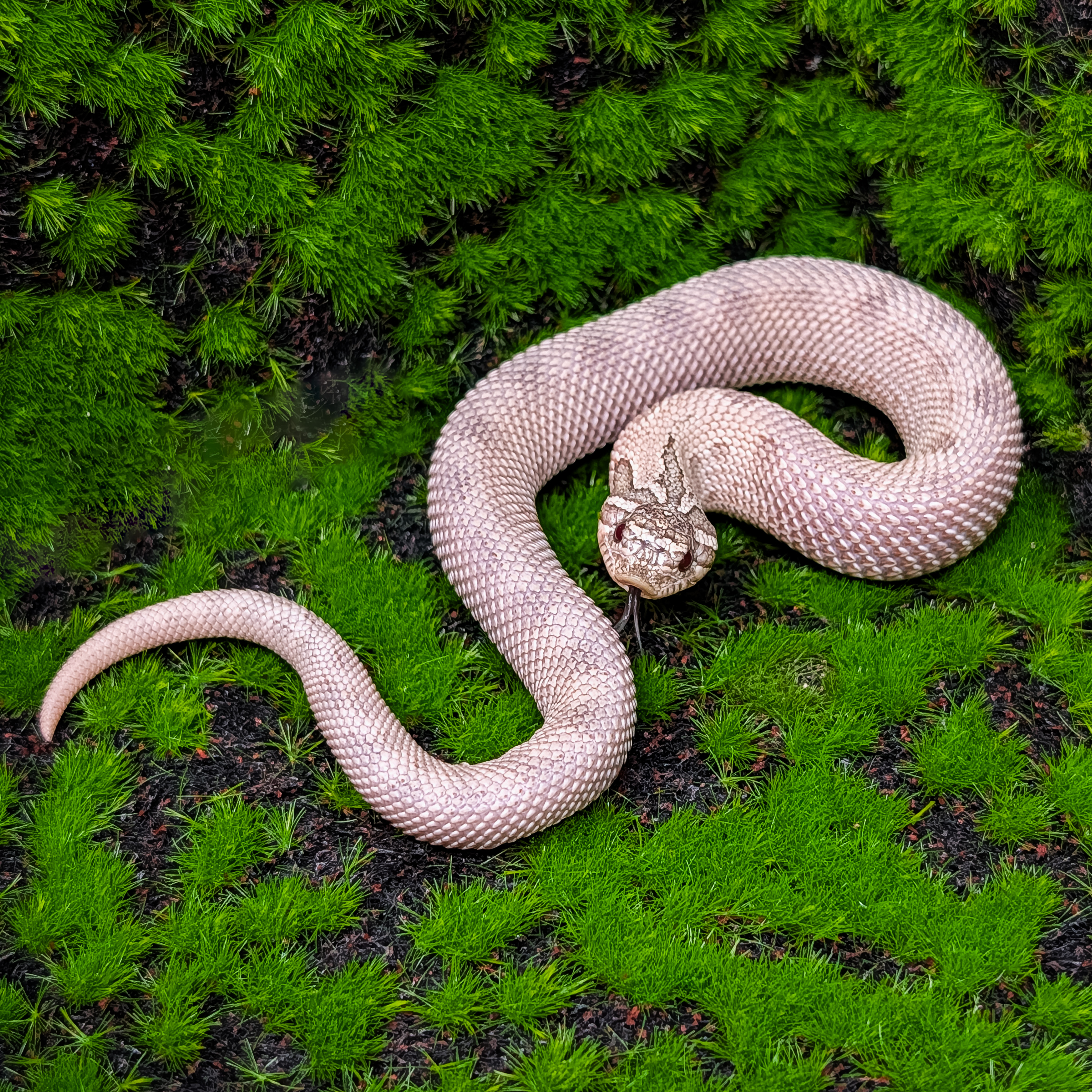 animal image