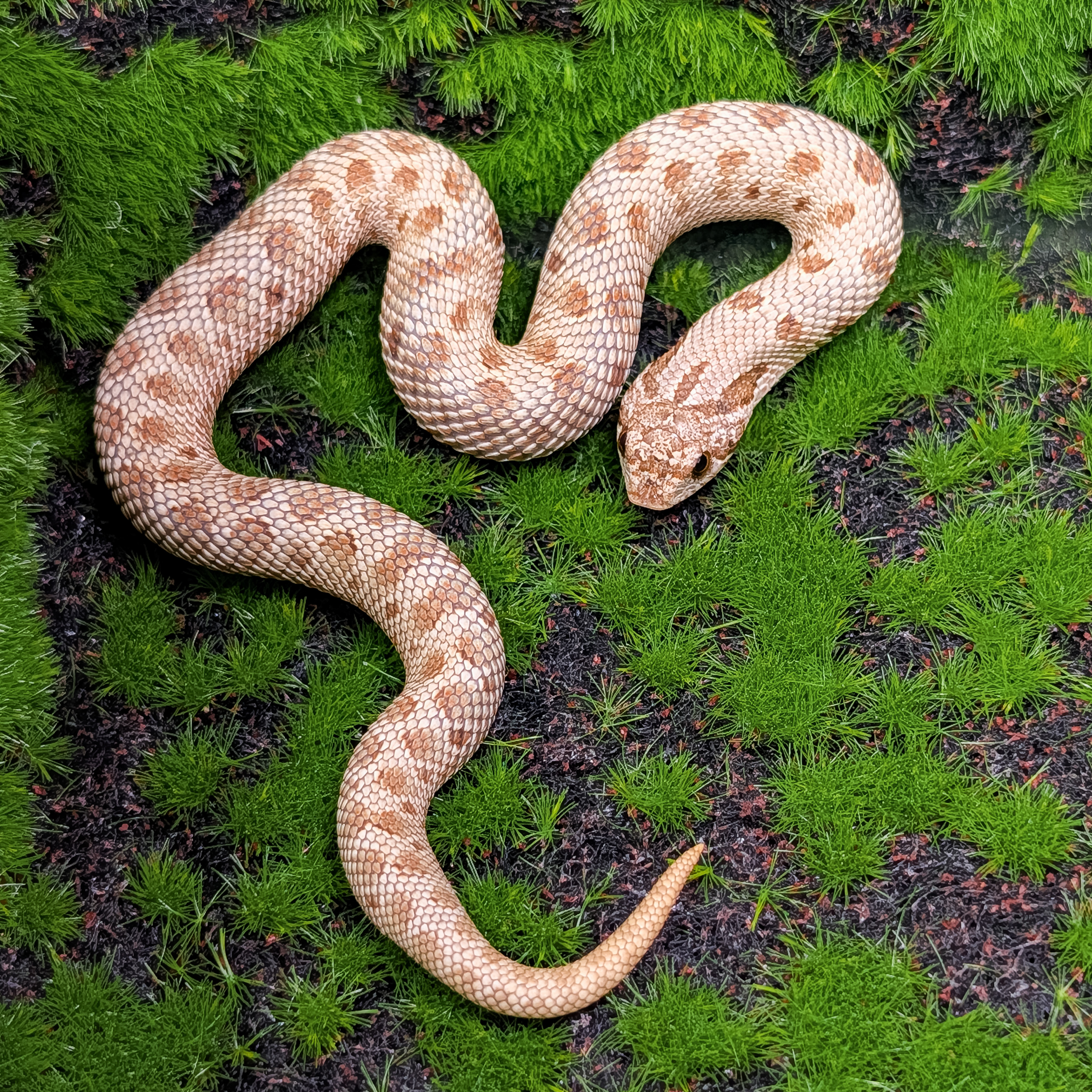 animal image