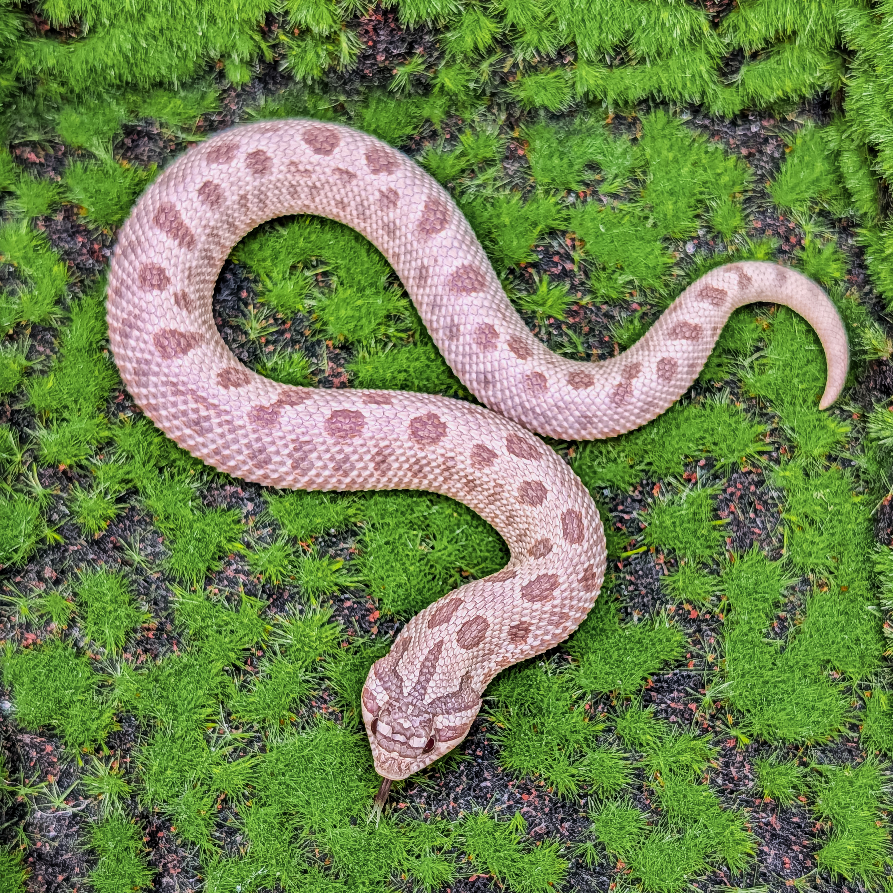 animal image