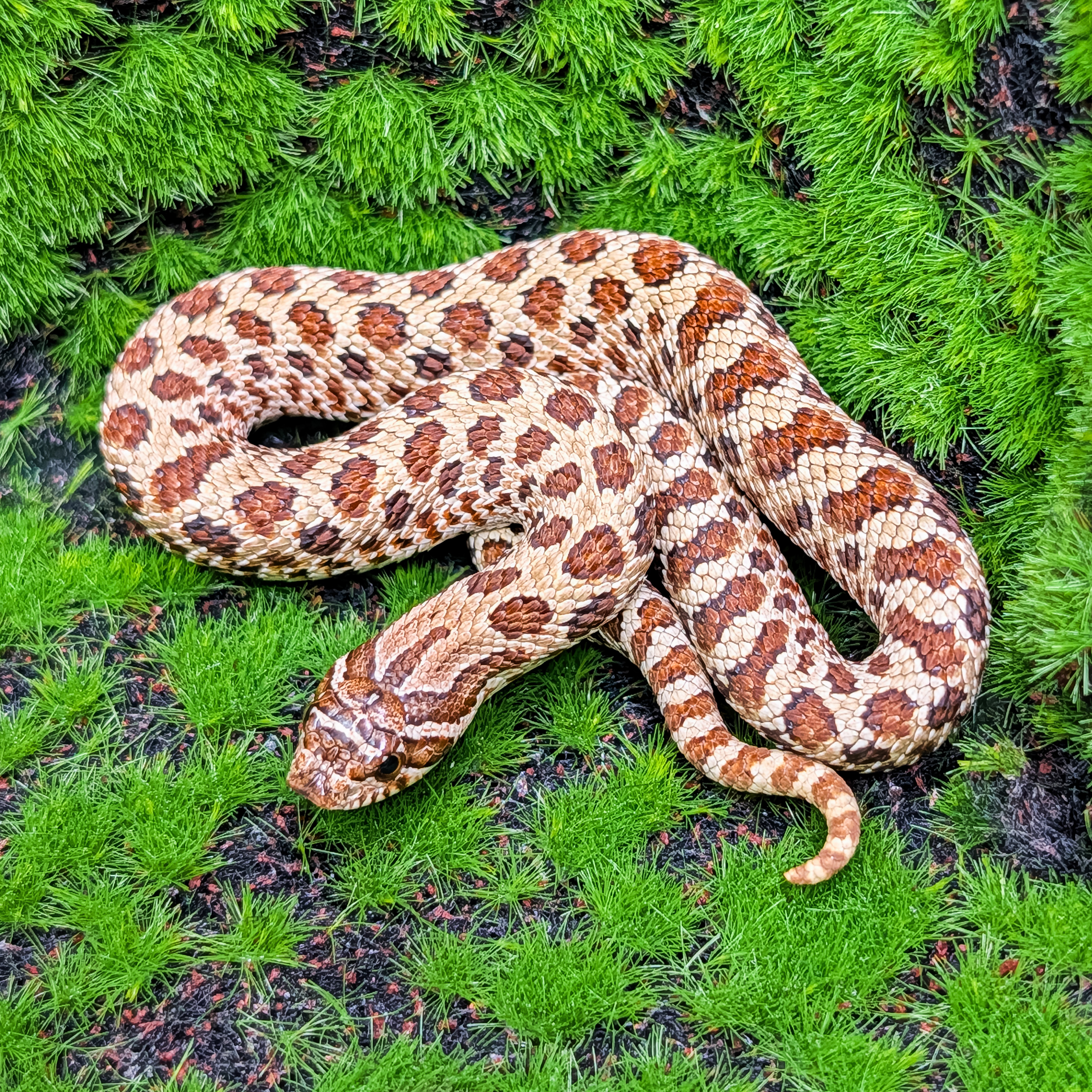animal image