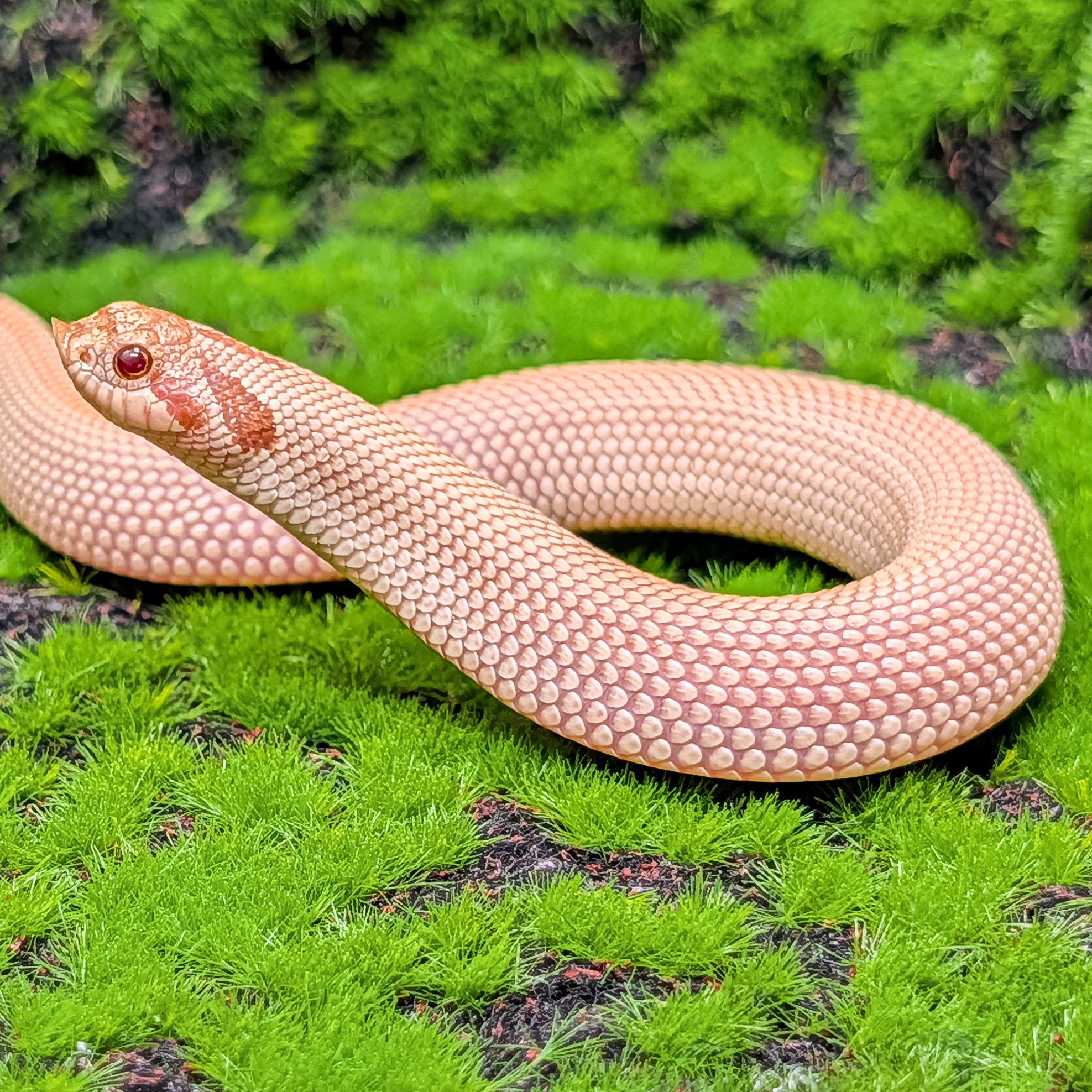 animal image