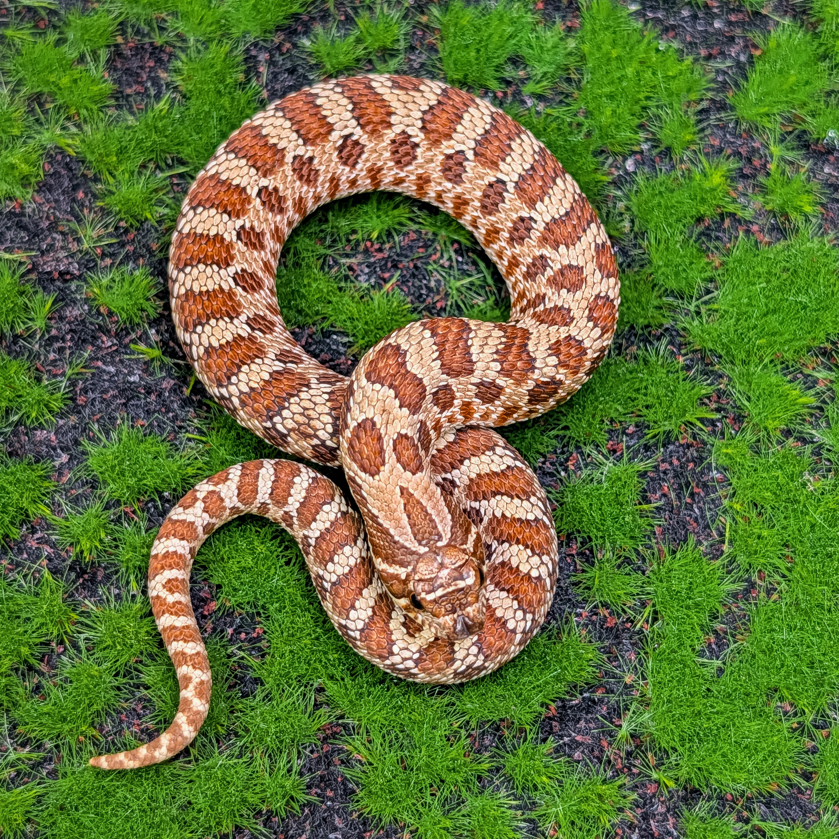animal image