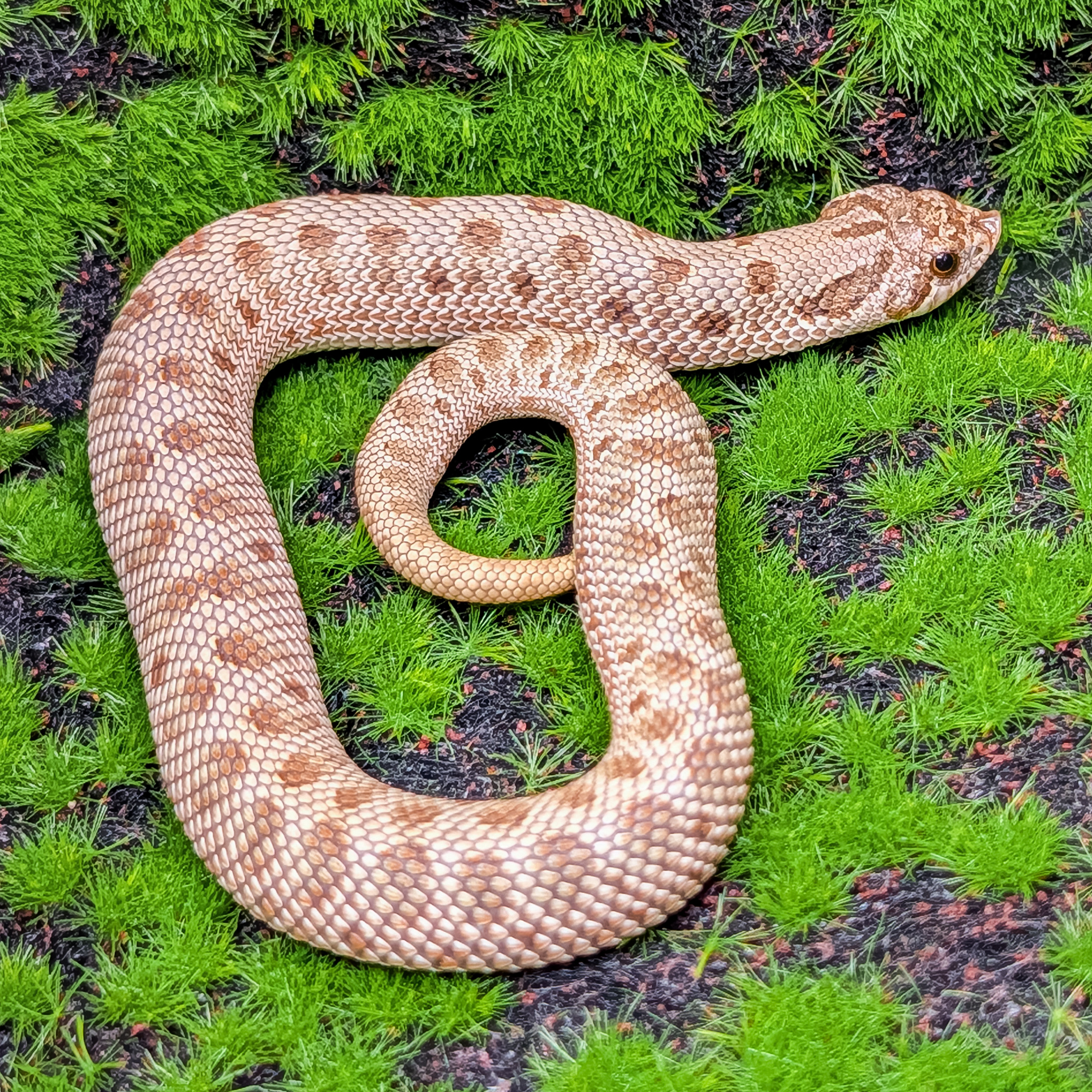 animal image