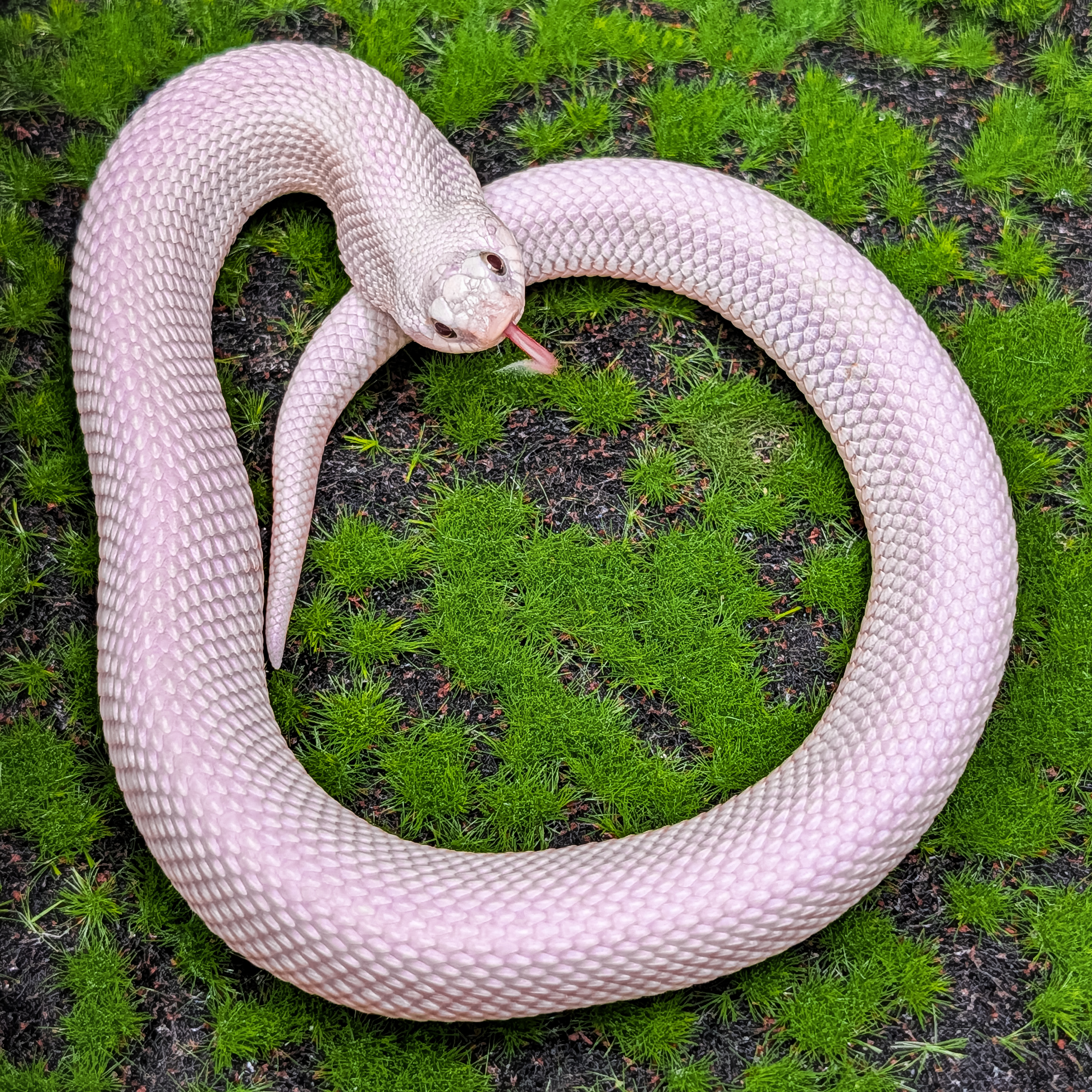 animal image