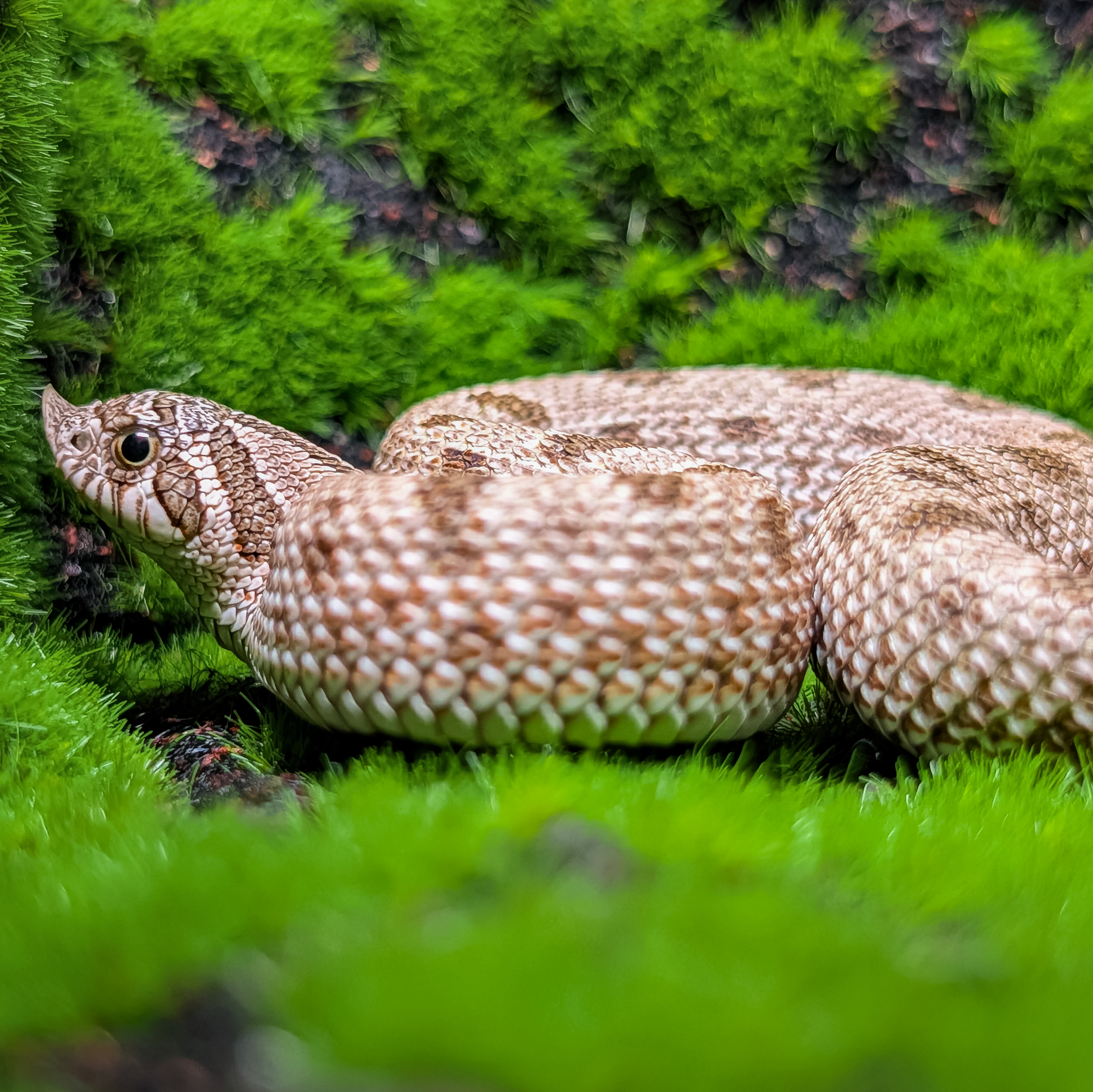 animal image