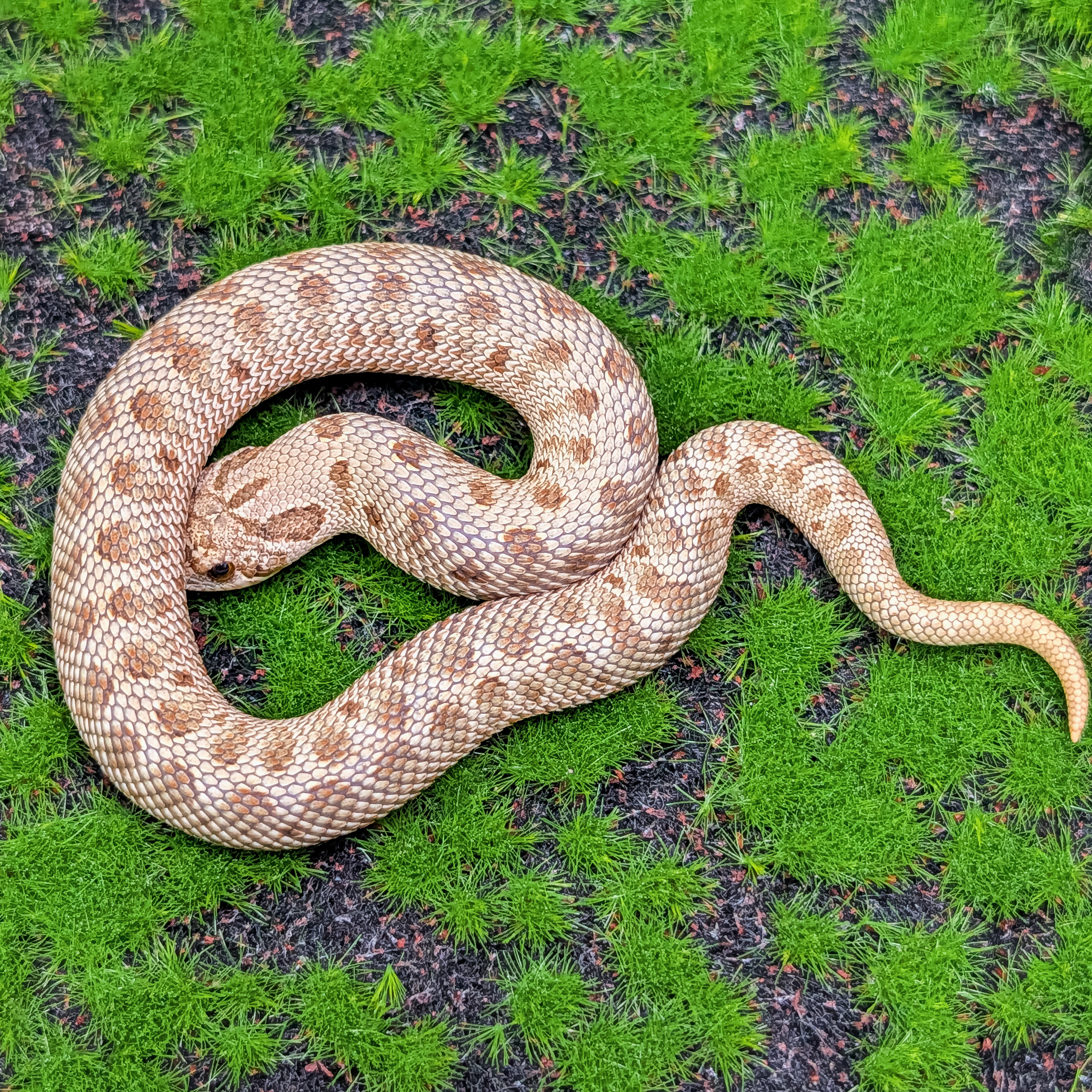 animal image