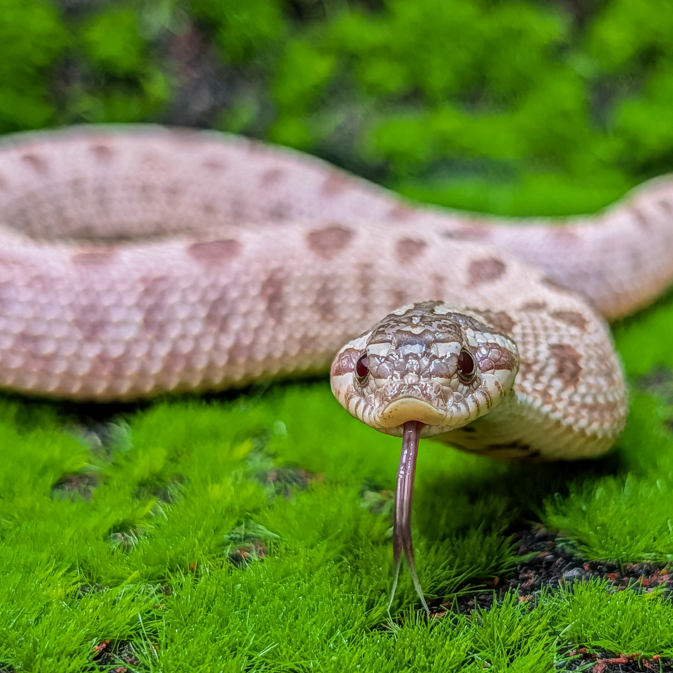 animal image