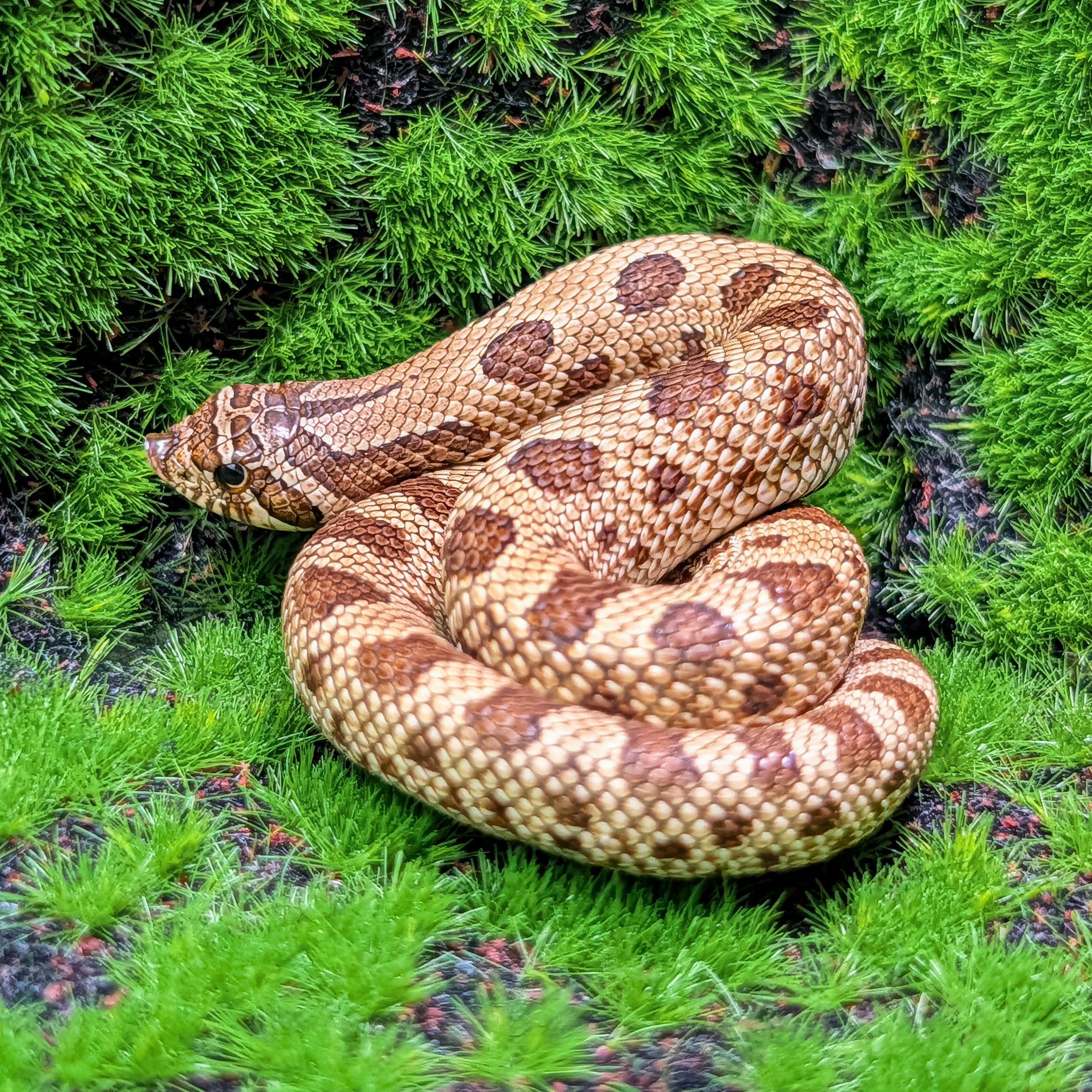 animal image