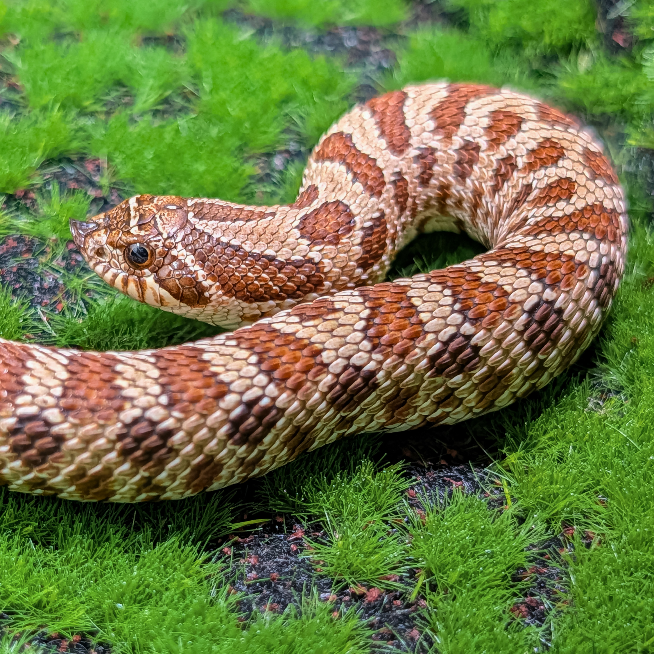 animal image