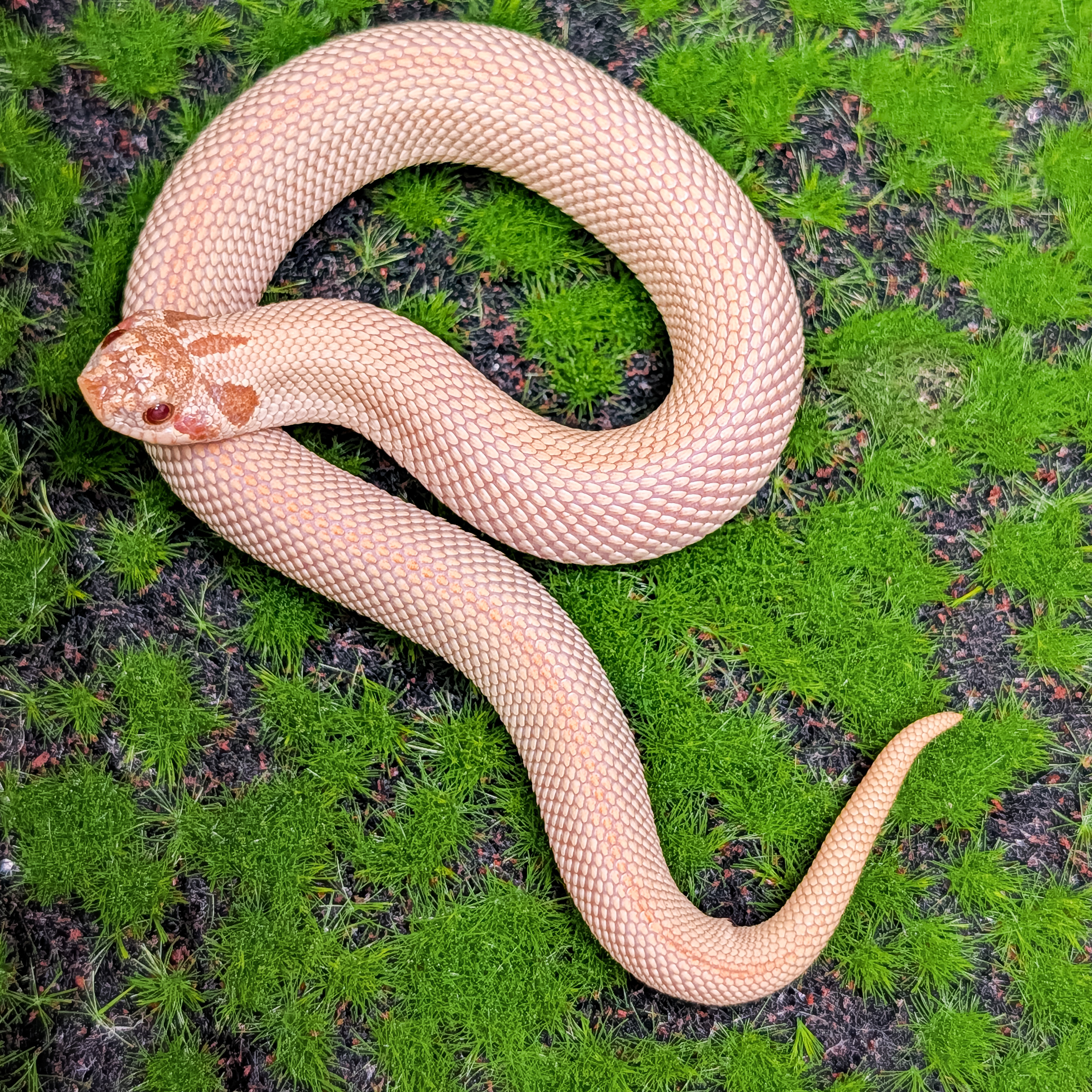 animal image