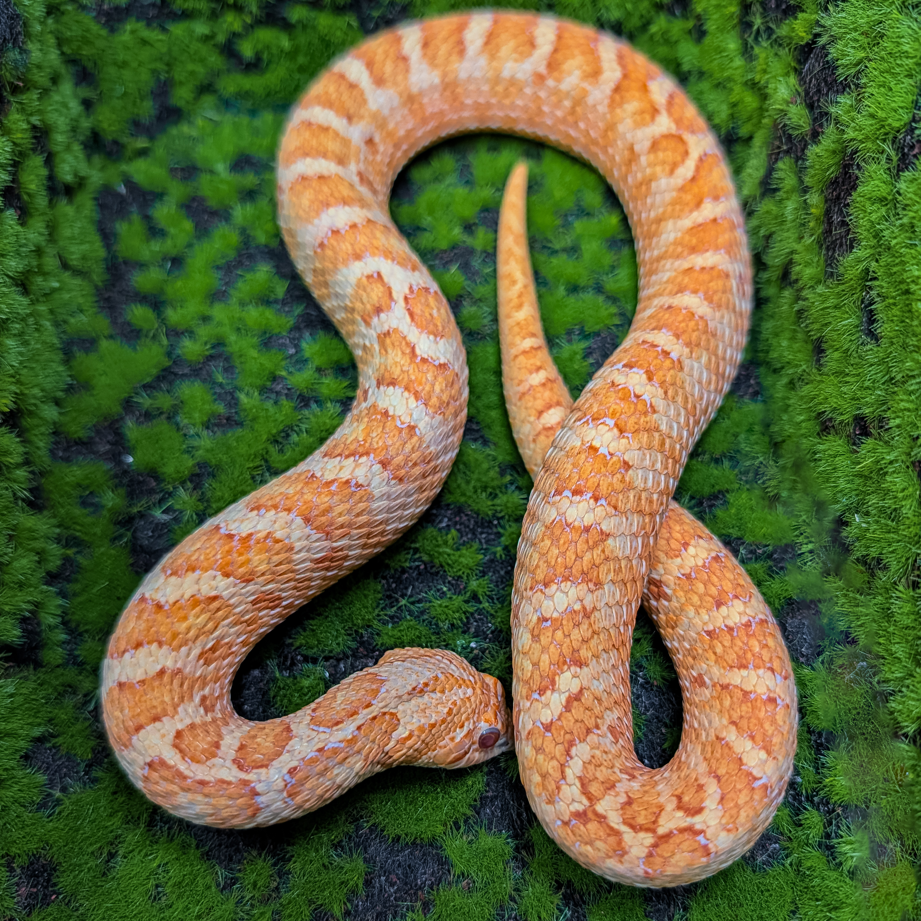 animal image