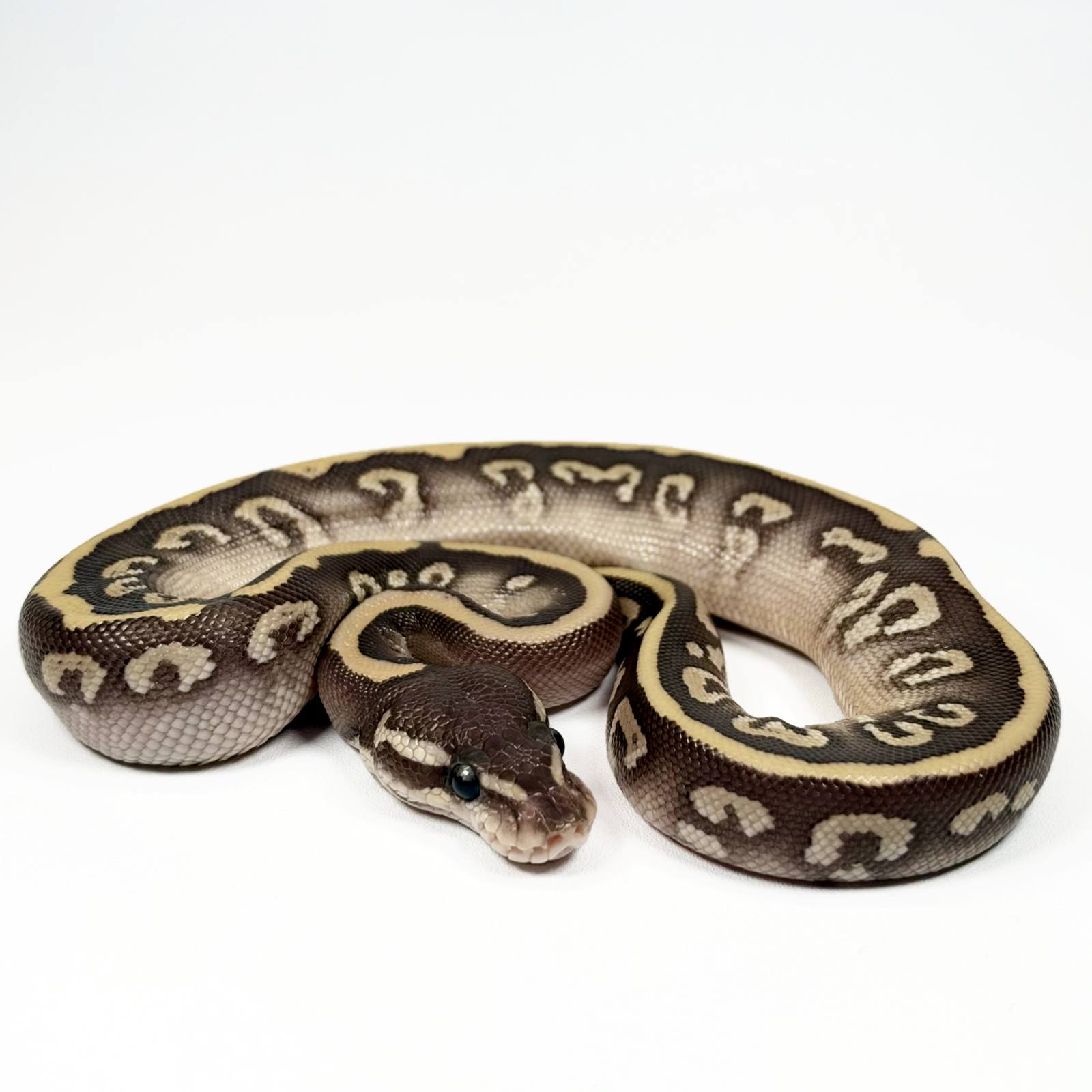 animal image