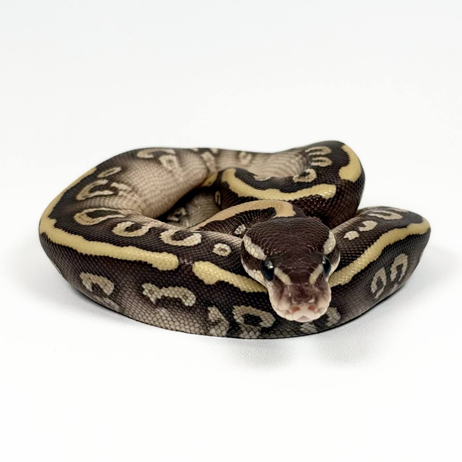 animal image