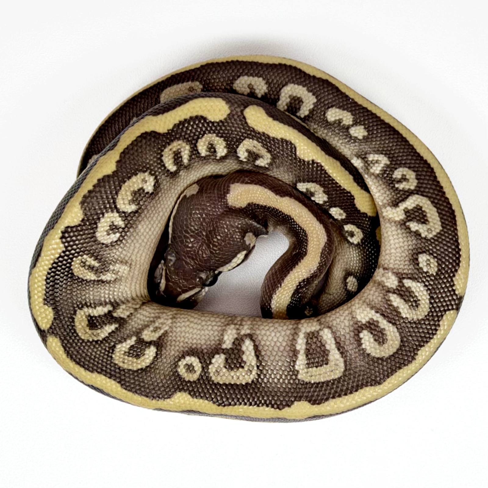 animal image