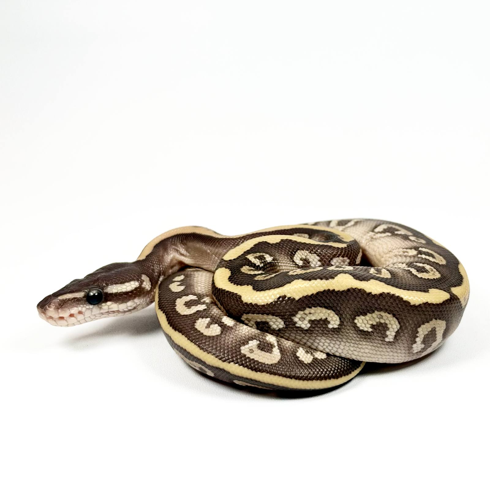 animal image