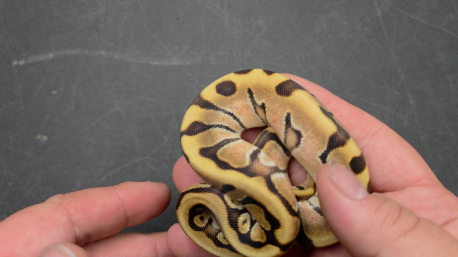 animal image