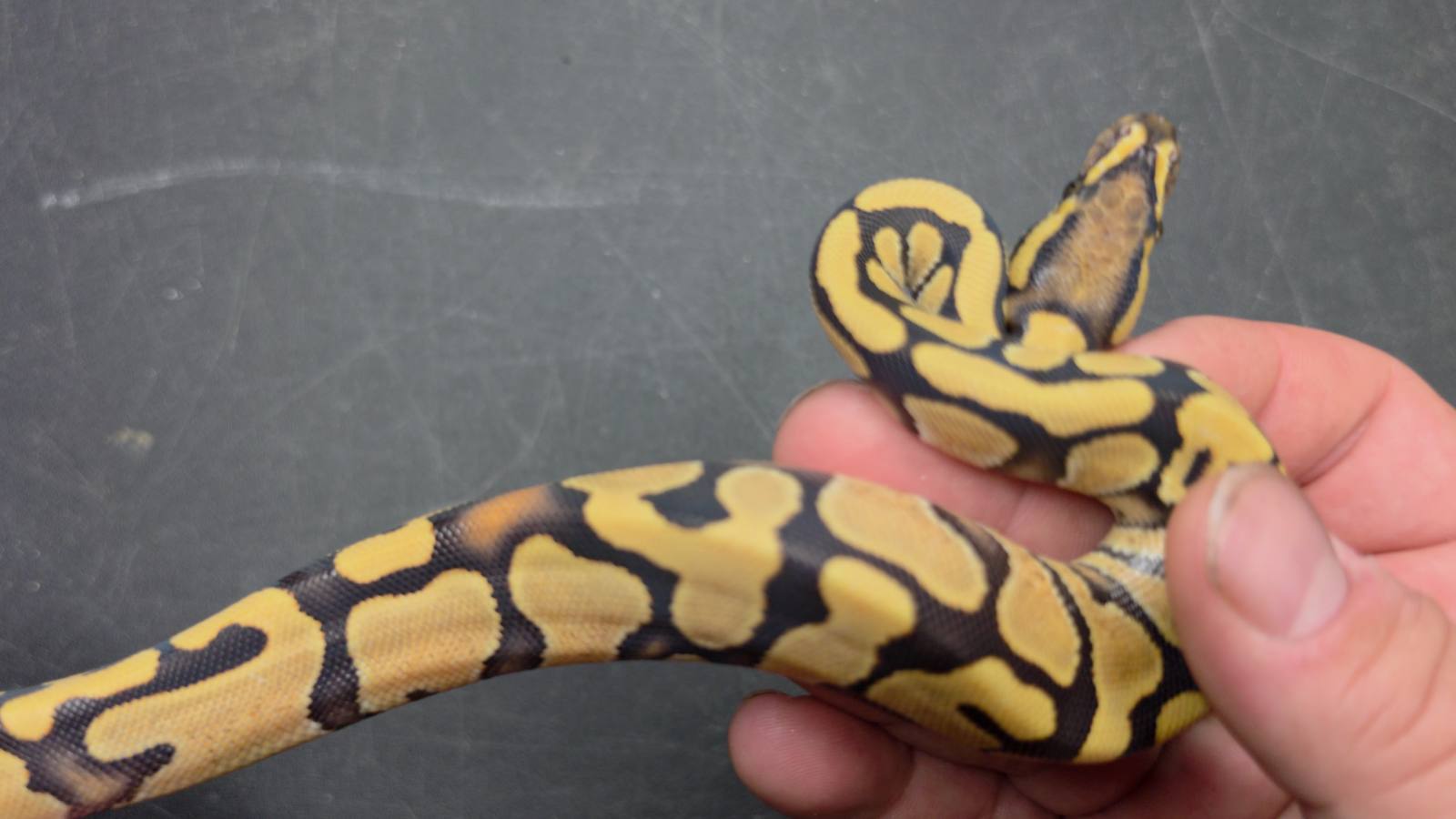 animal image