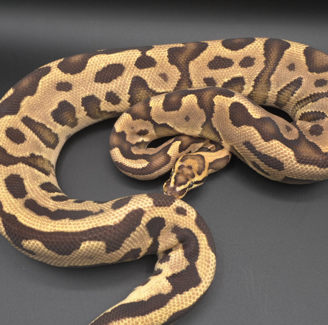 animal image