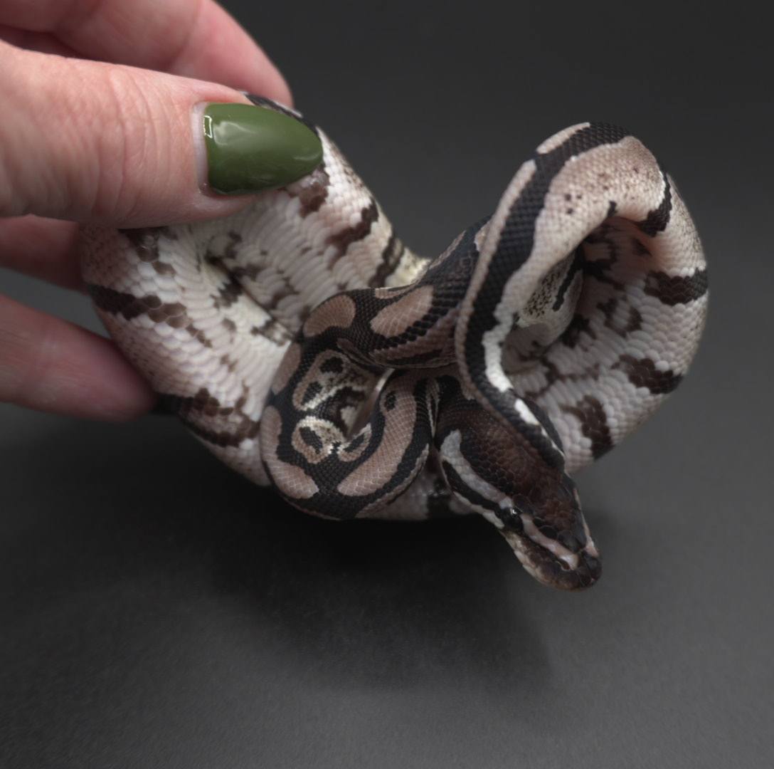 animal image