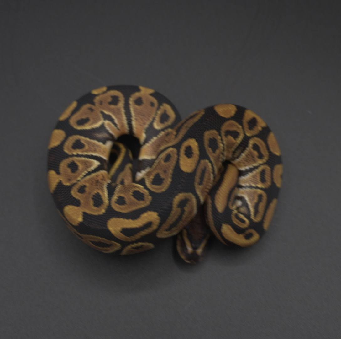 animal image