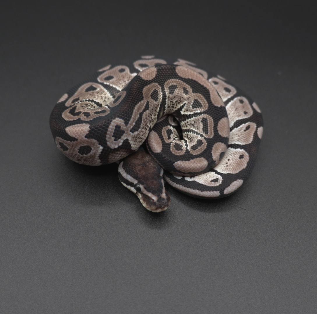 animal image