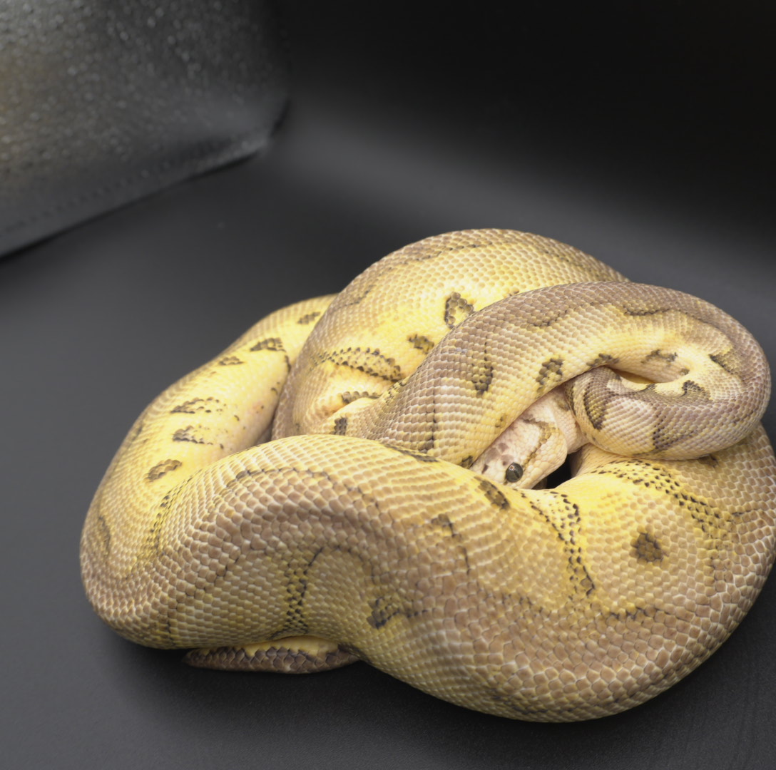 animal image