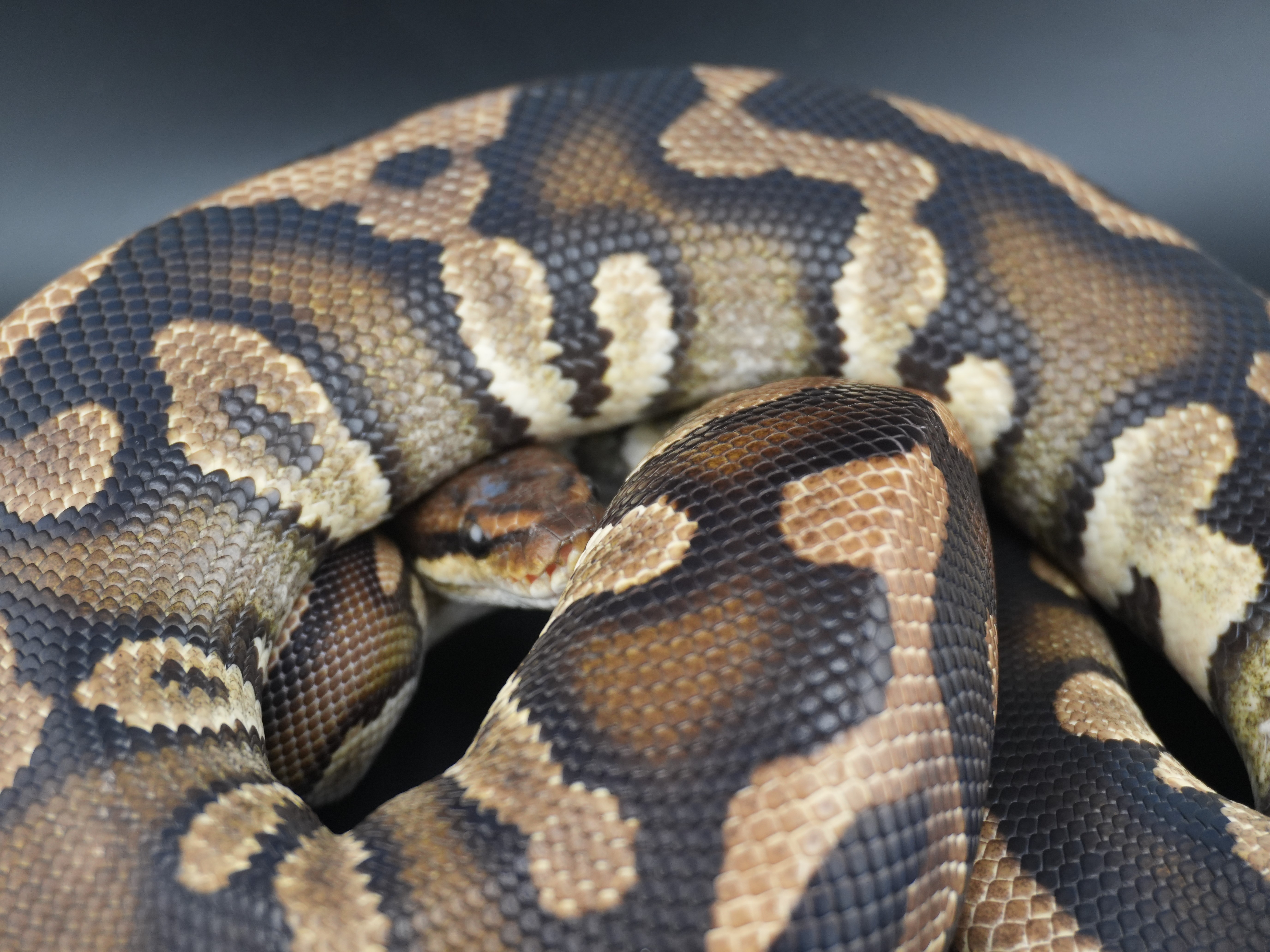 animal image
