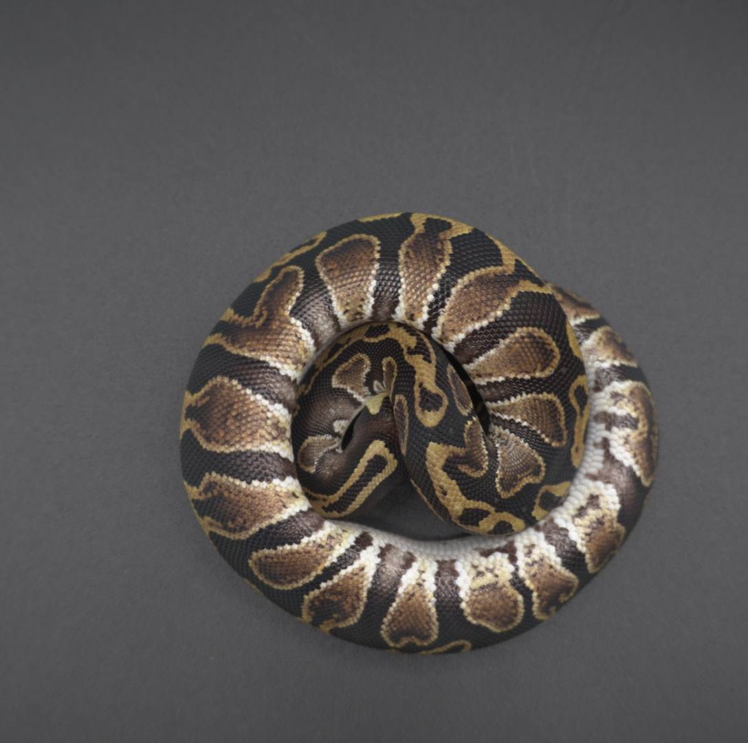 animal image