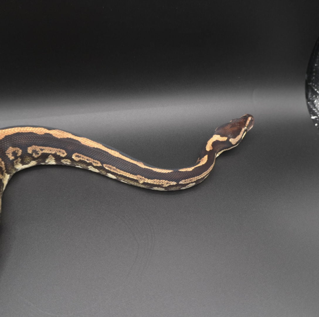 animal image