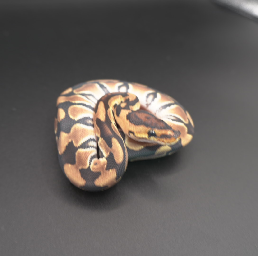 animal image