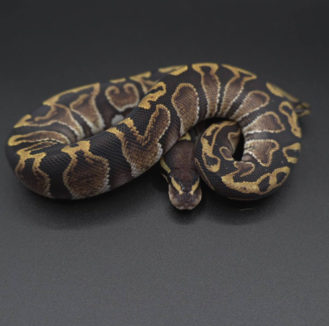 animal image