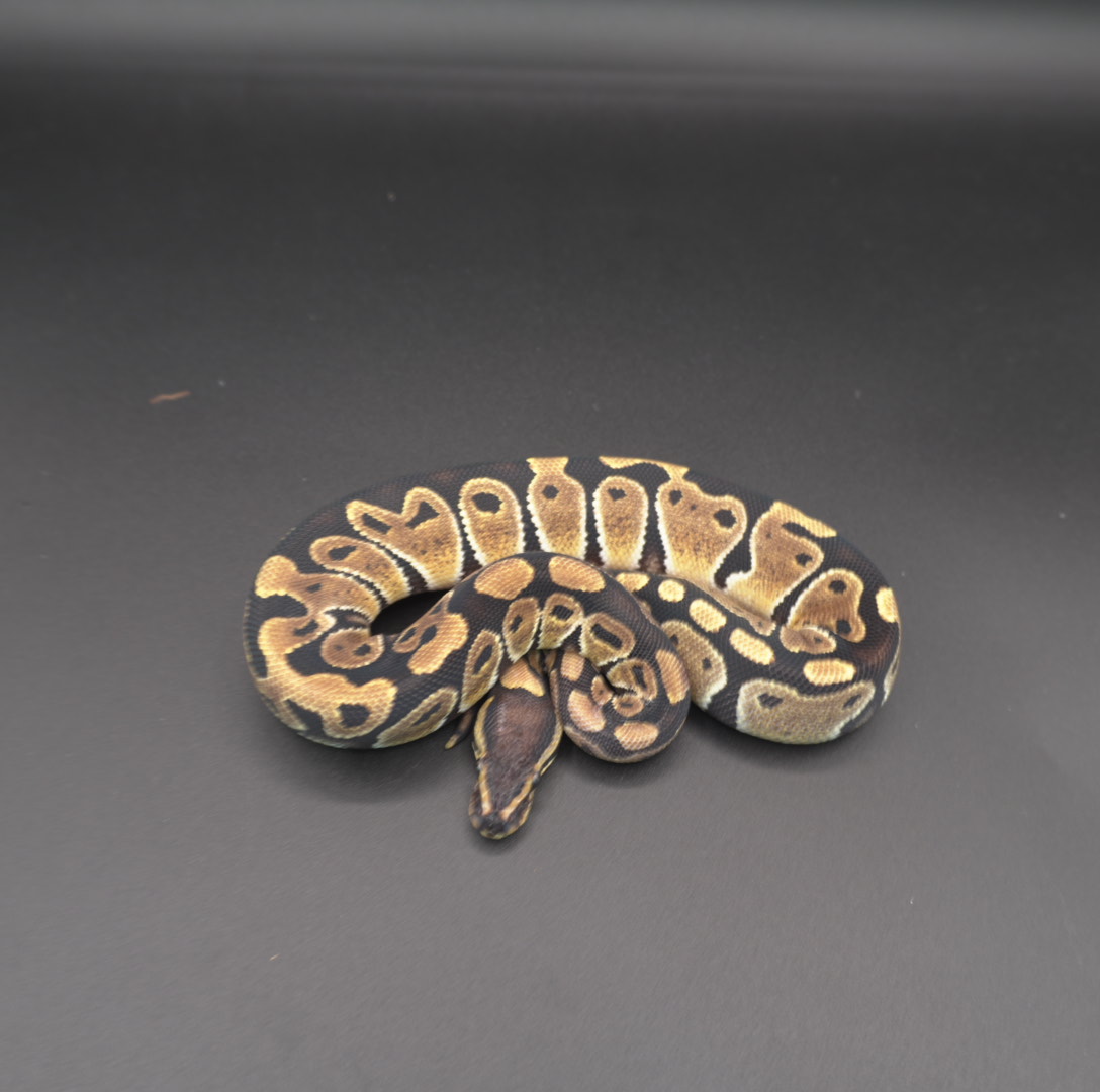animal image