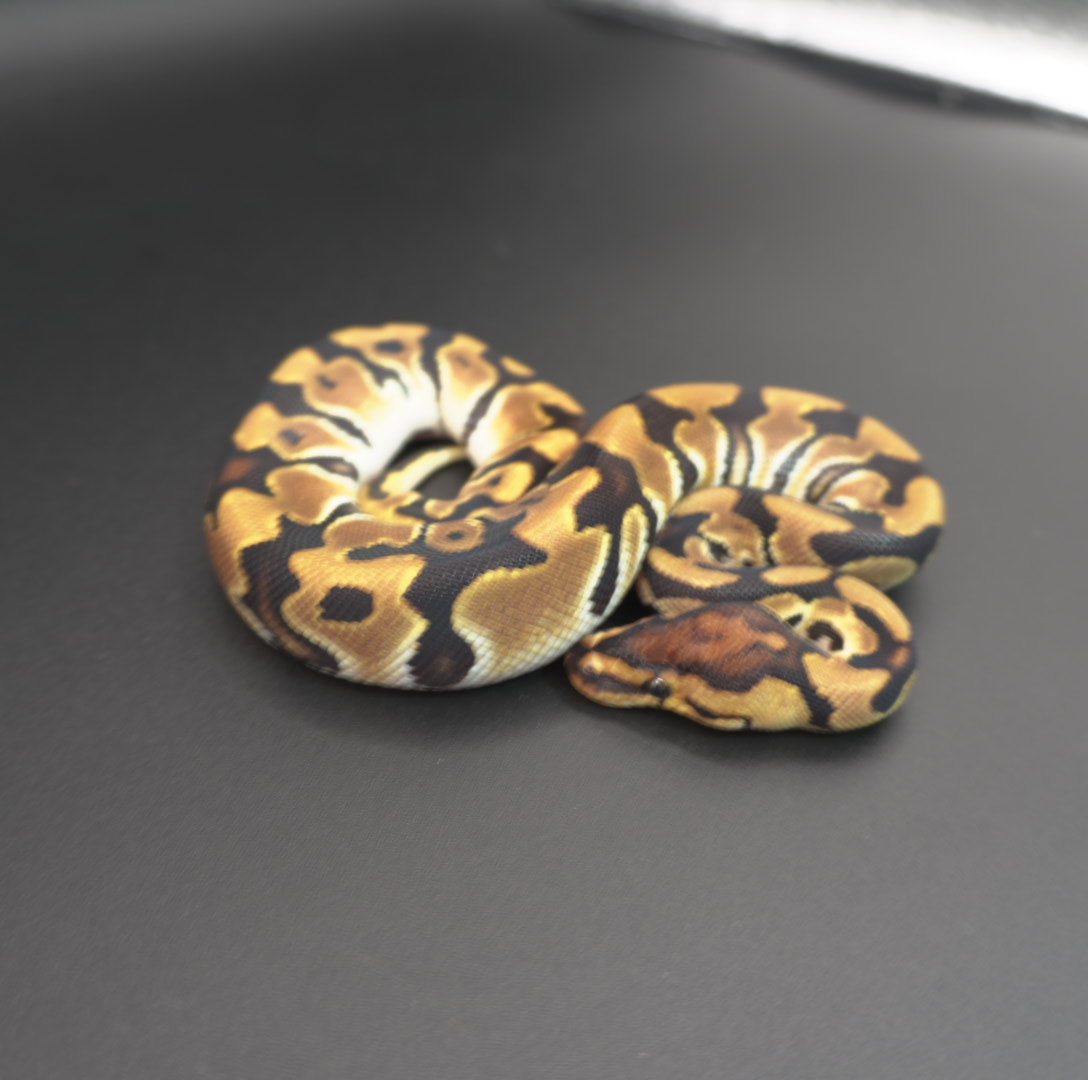 animal image
