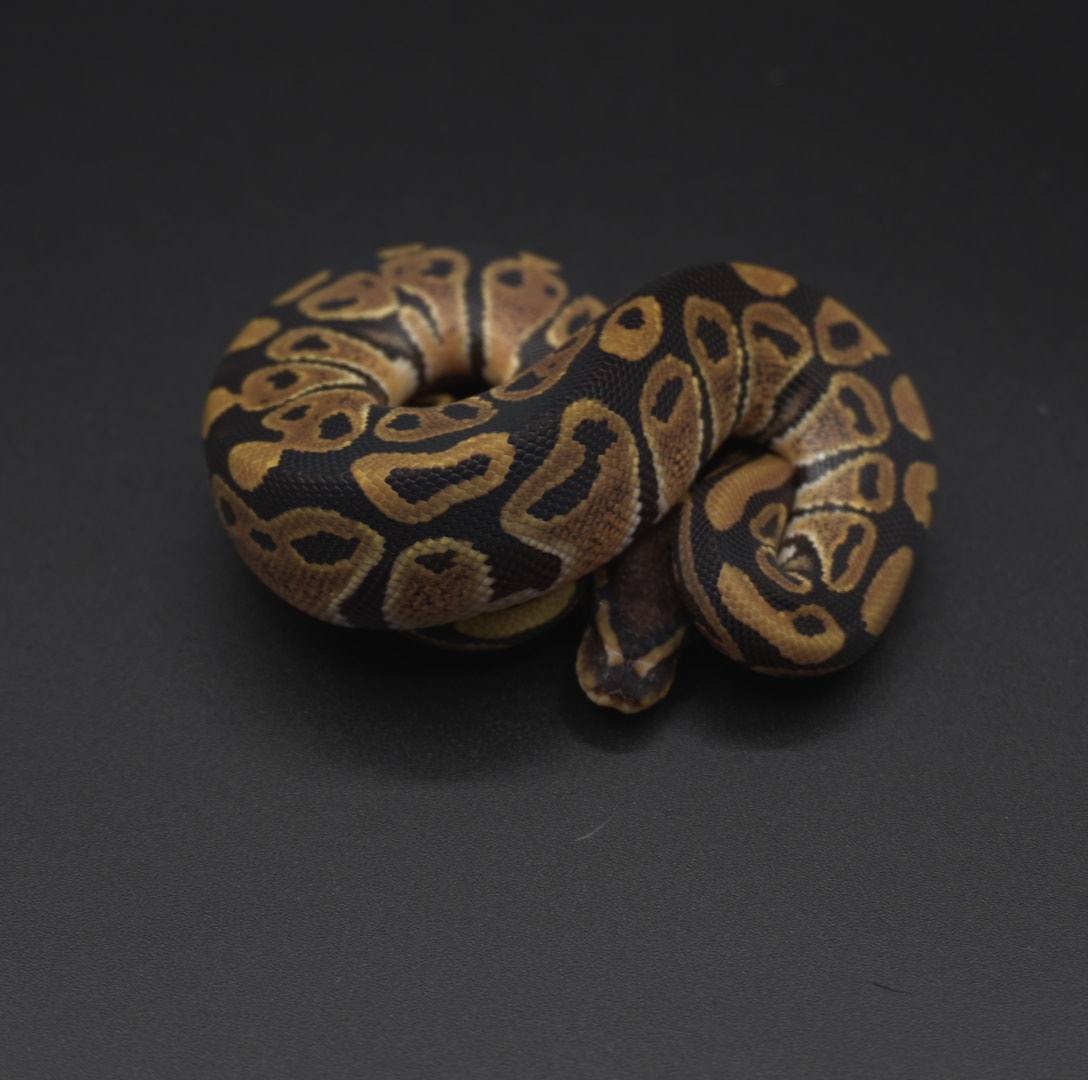 animal image