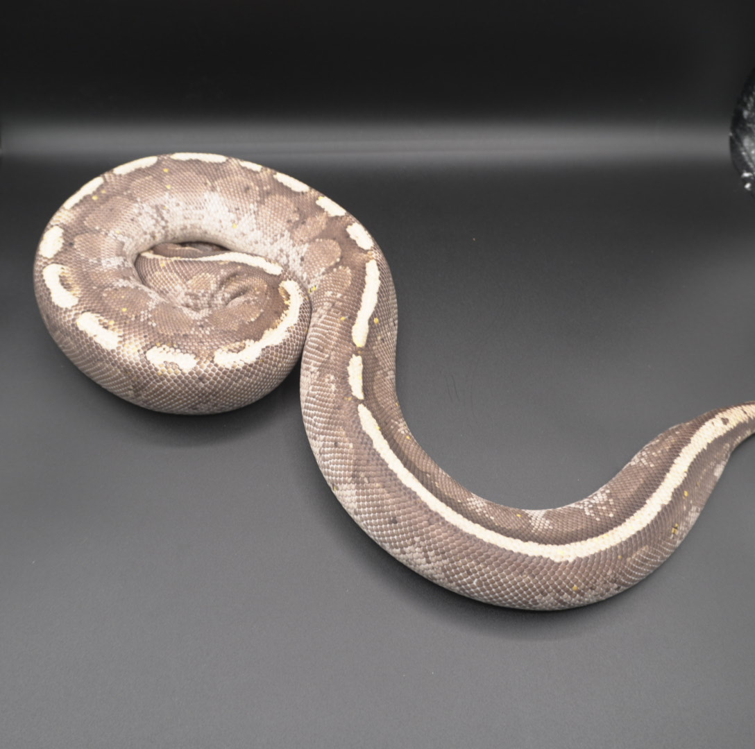 animal image
