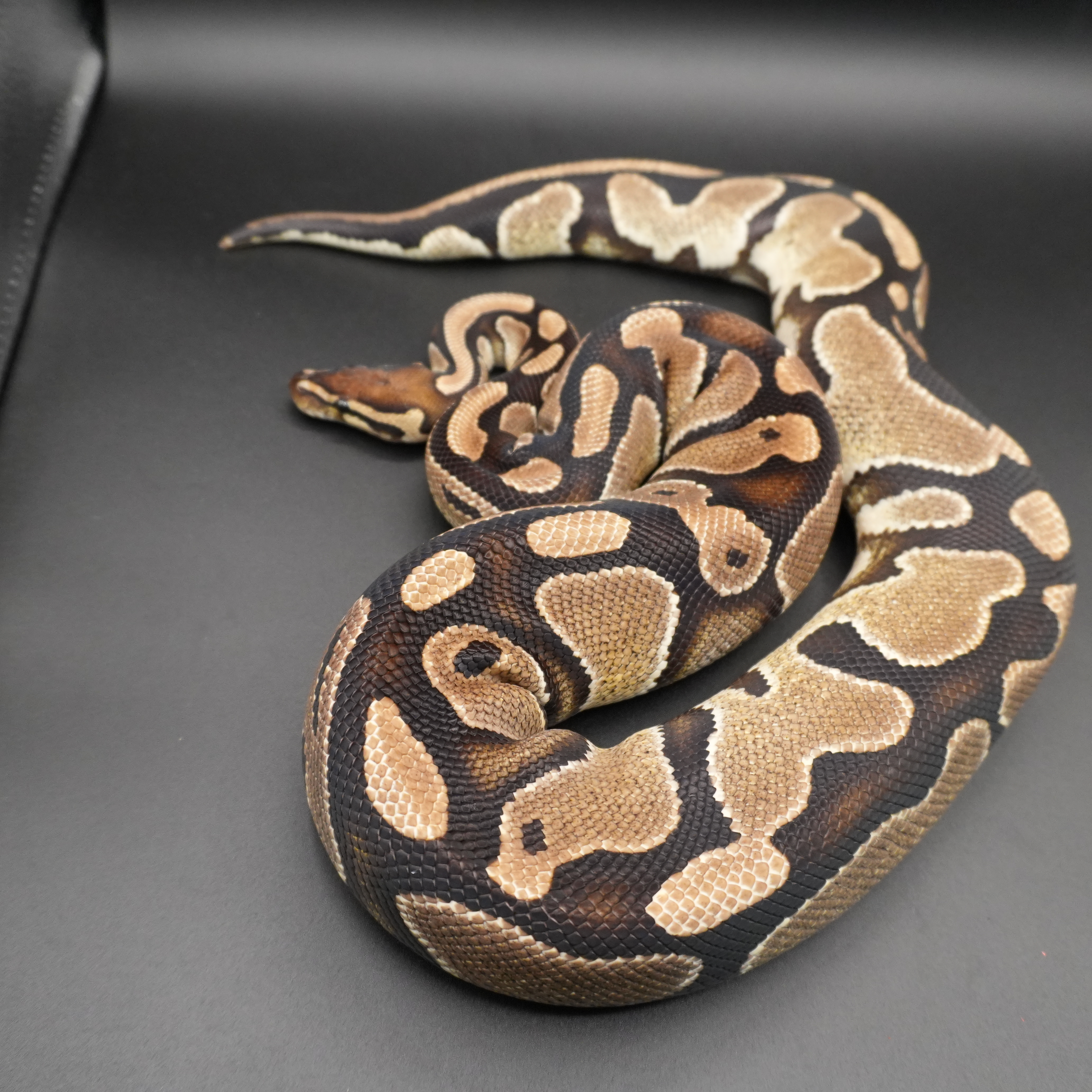 animal image