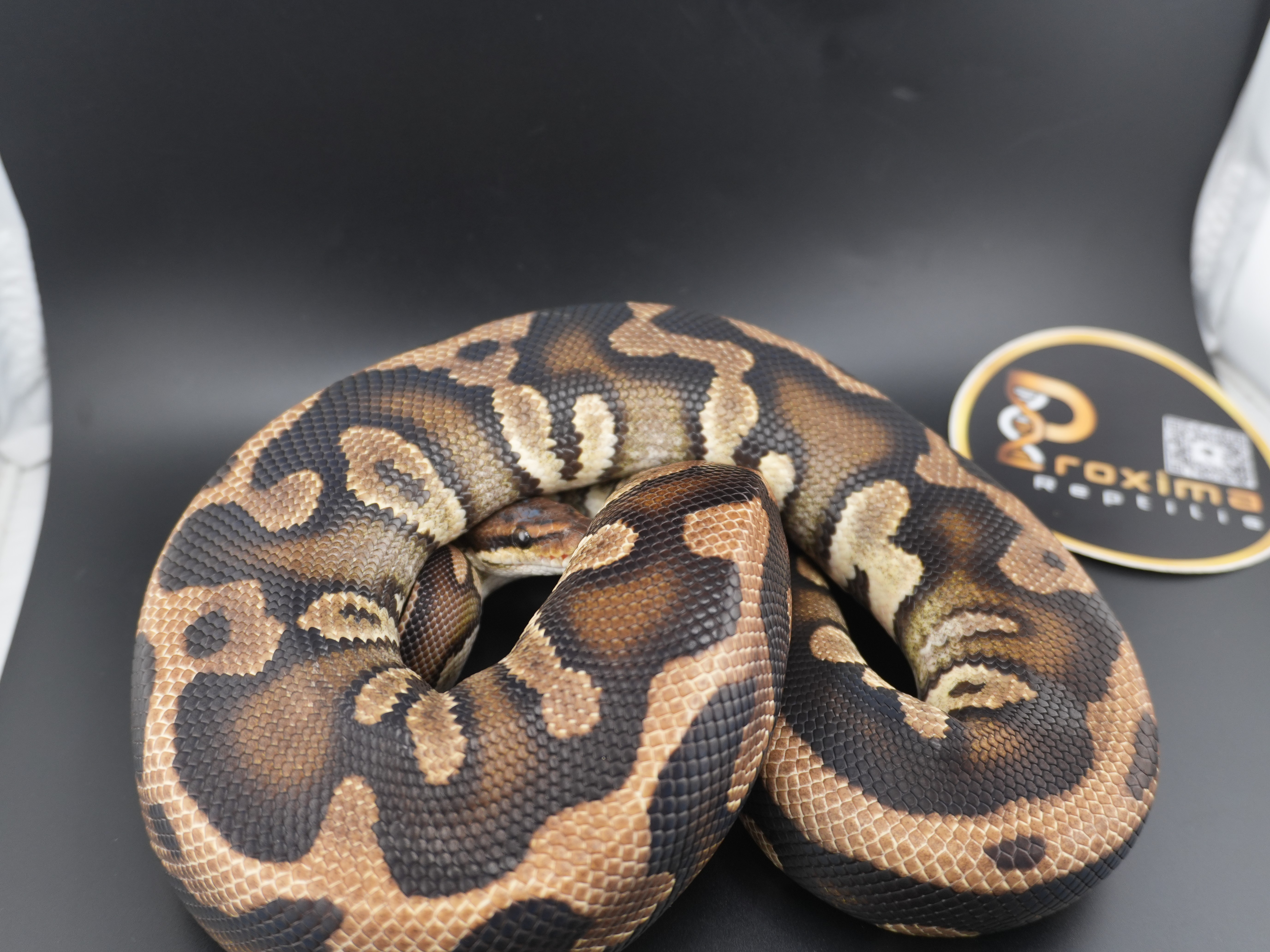 animal image