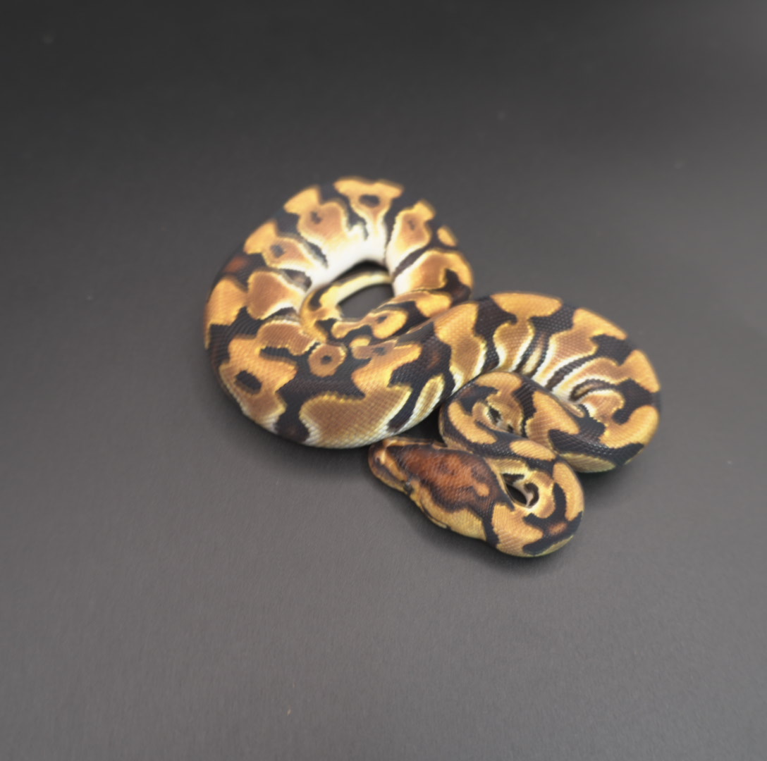 animal image