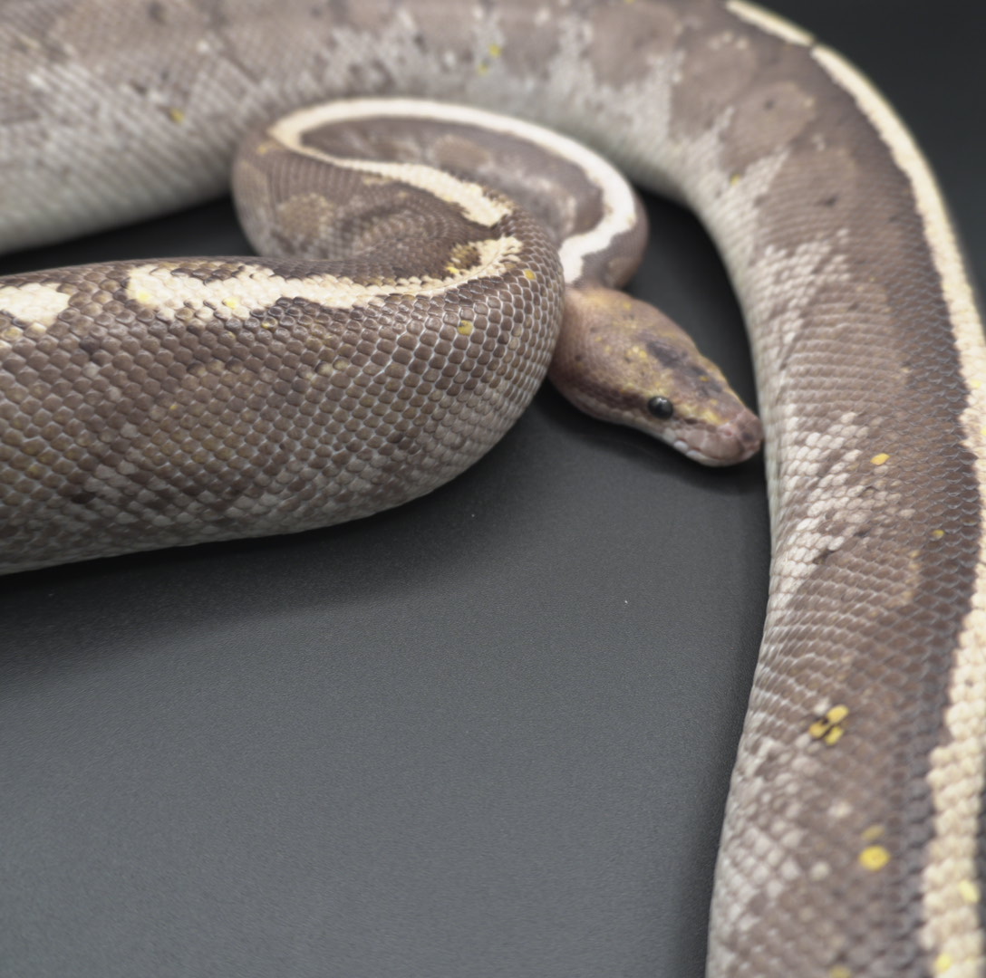 animal image