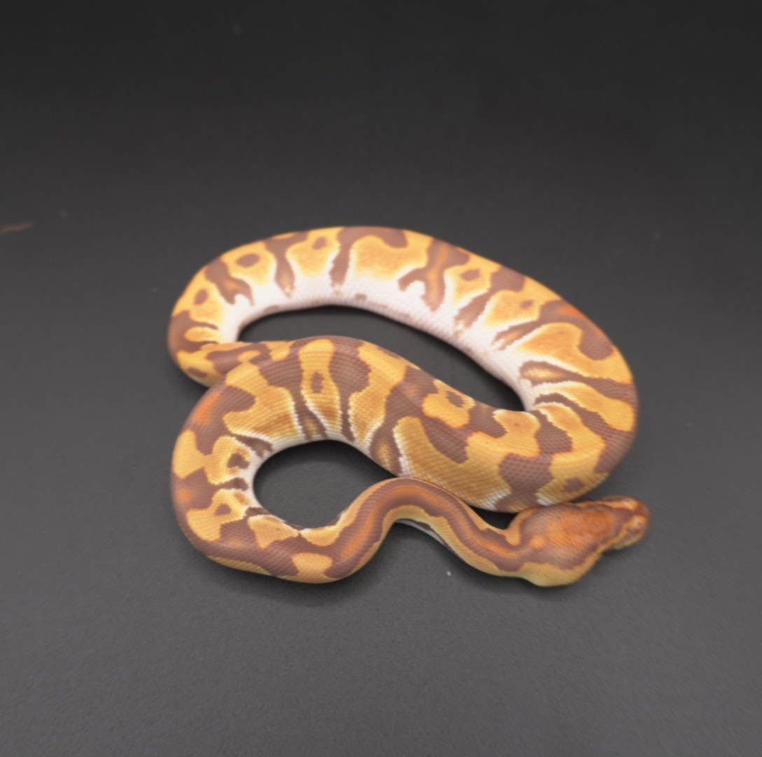 animal image